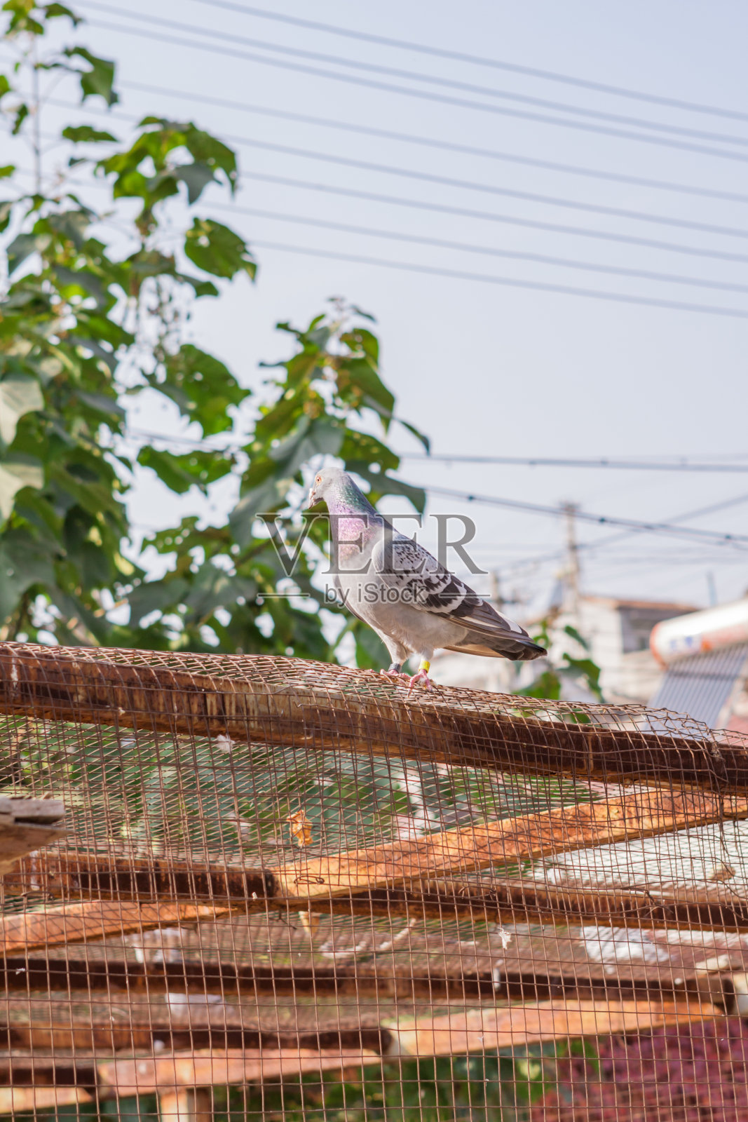 警觉的鸽子站在鸽舍上方照片摄影图片