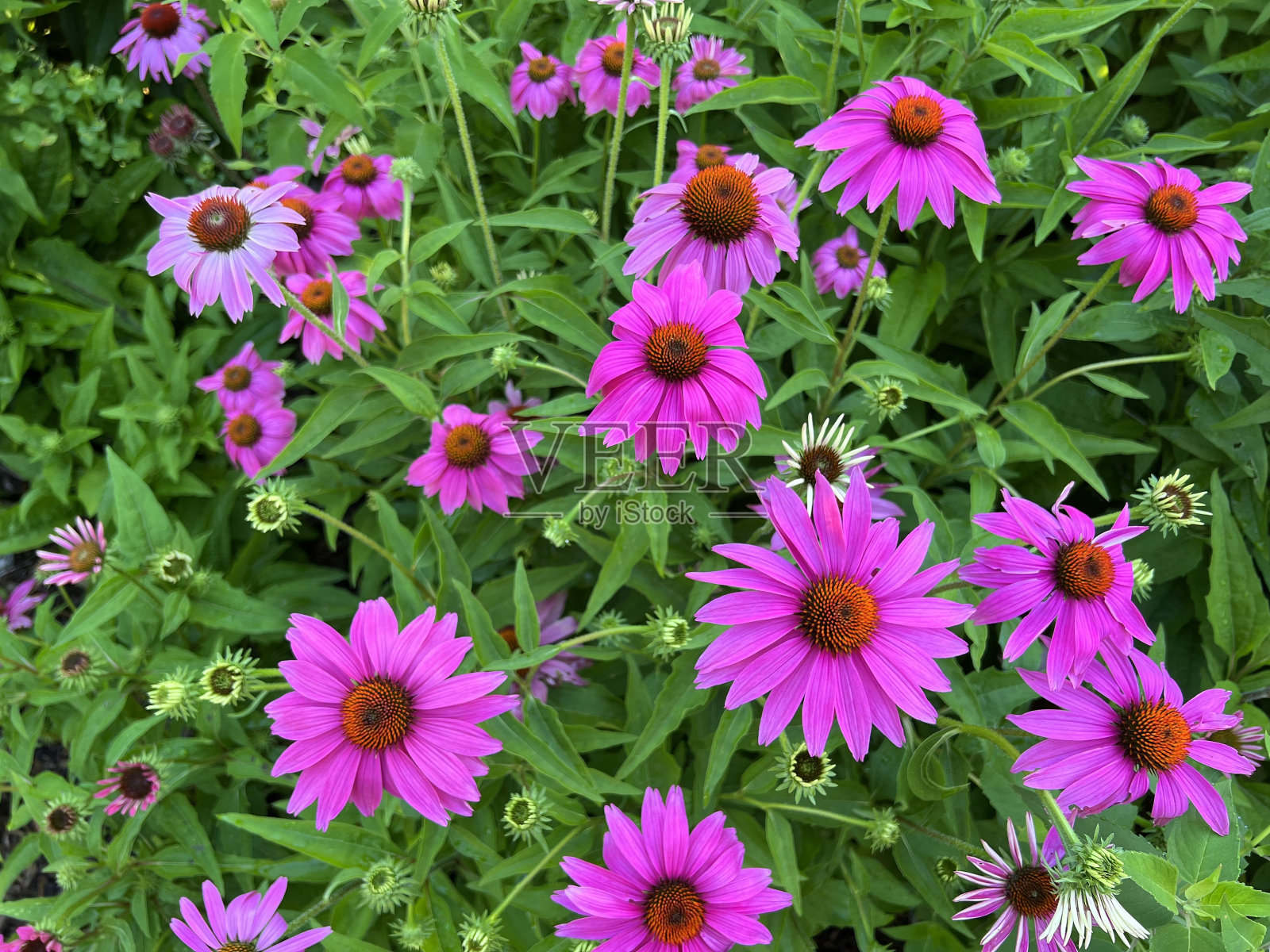 美丽的松花盛开照片摄影图片