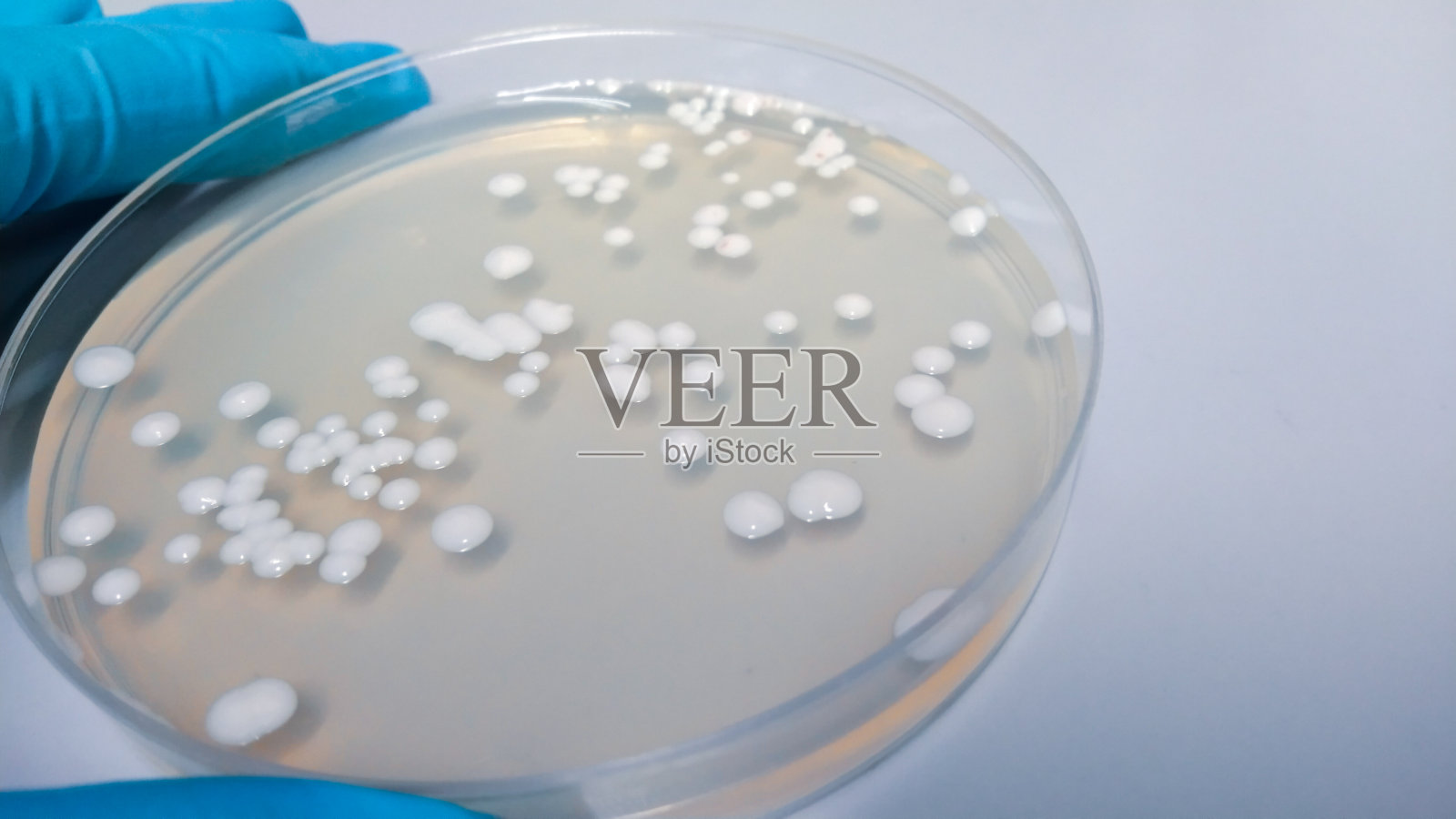 在实验室检查抗生素的培养皿的特写镜头。照片摄影图片