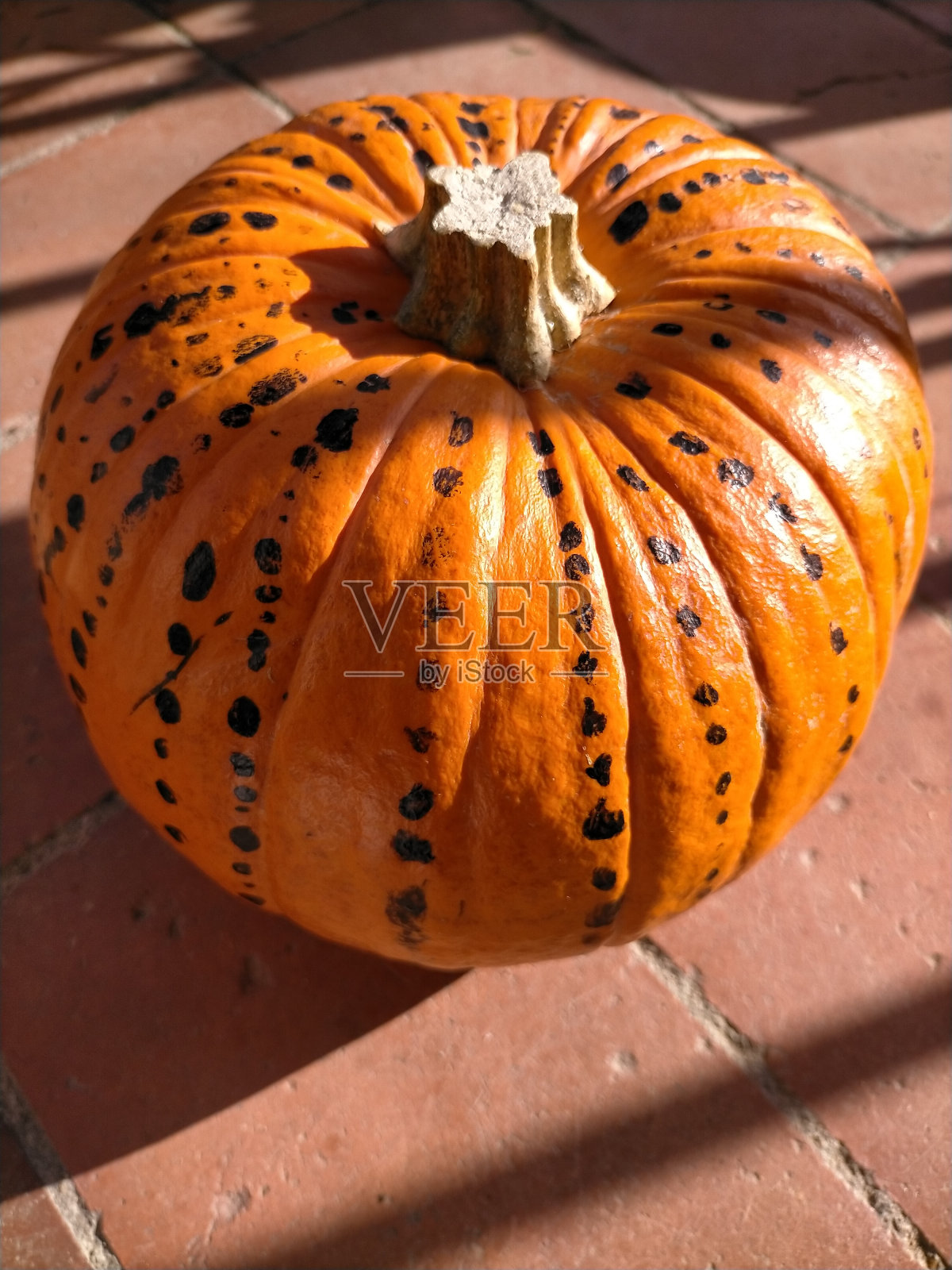 万圣节类型的南瓜画上黑点照片摄影图片
