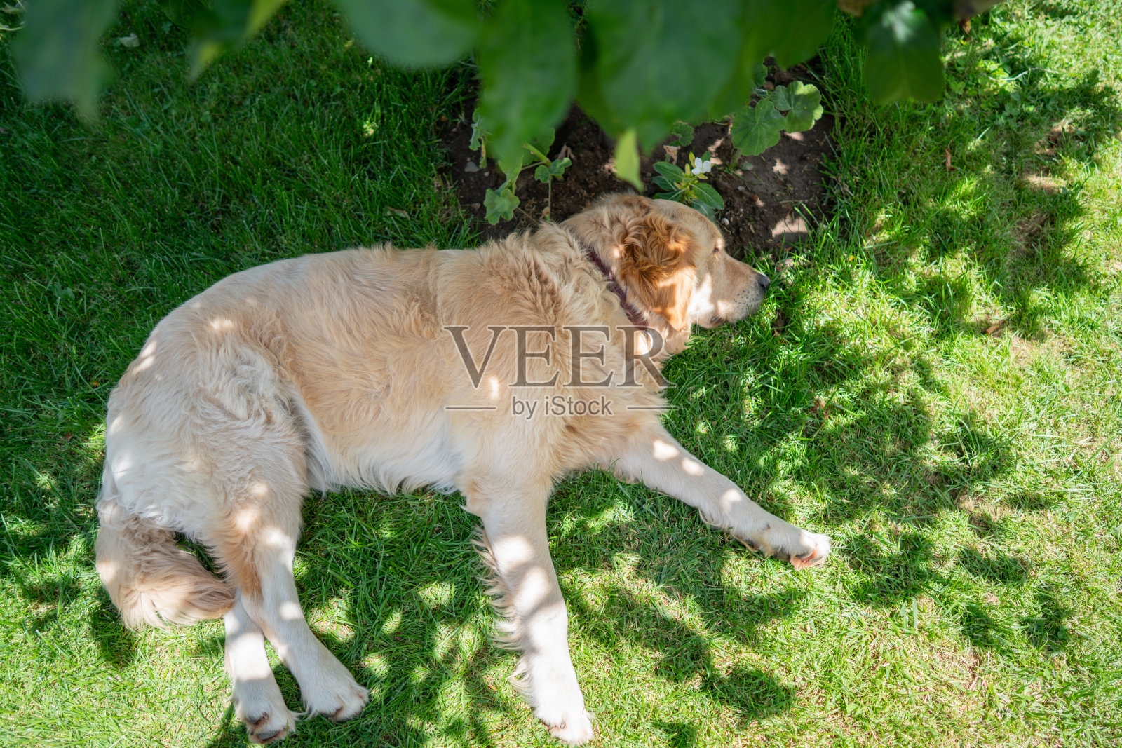 一只金毛猎犬在后院的树下休息照片摄影图片
