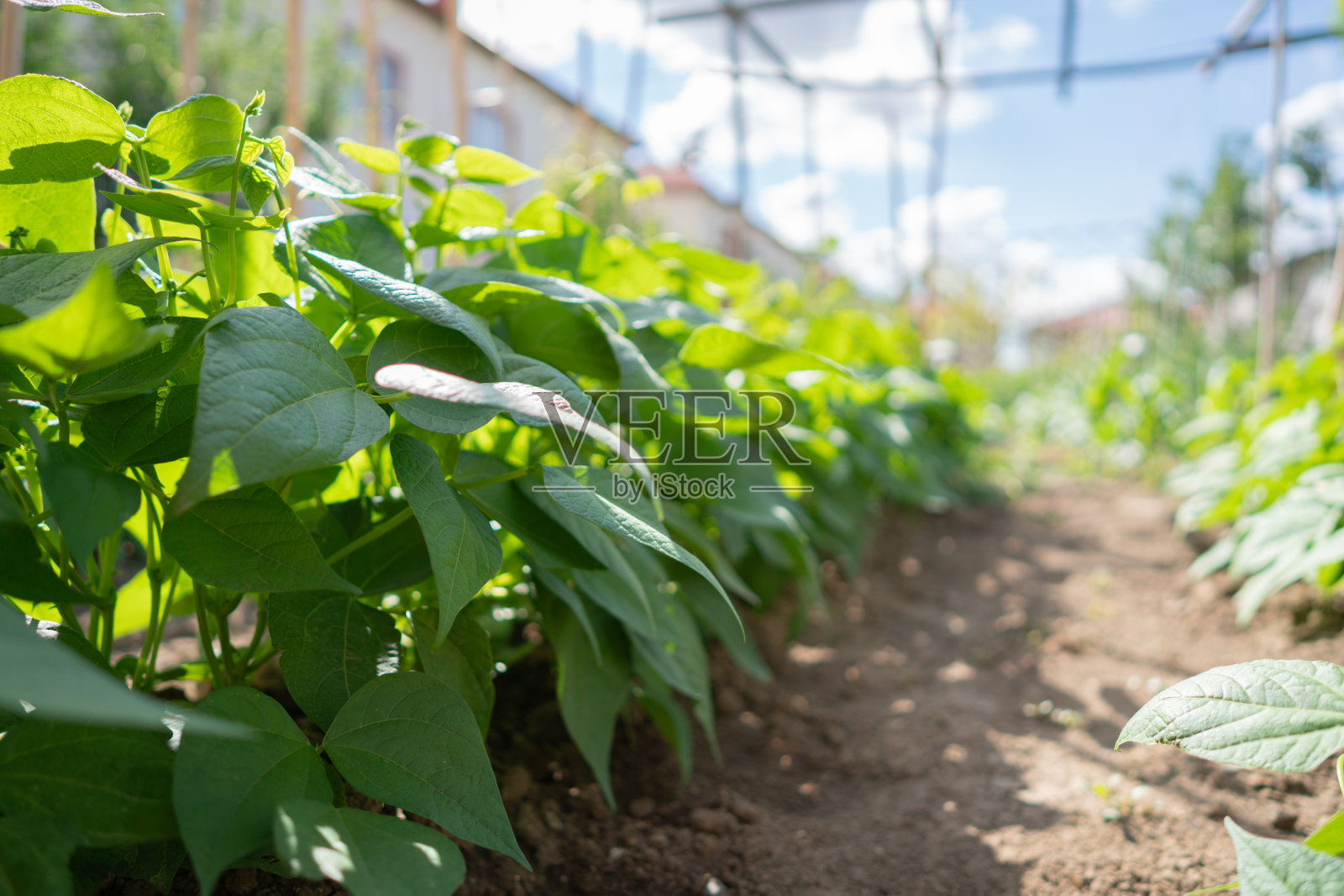 四季豆种植在花园后院的苗床上照片摄影图片