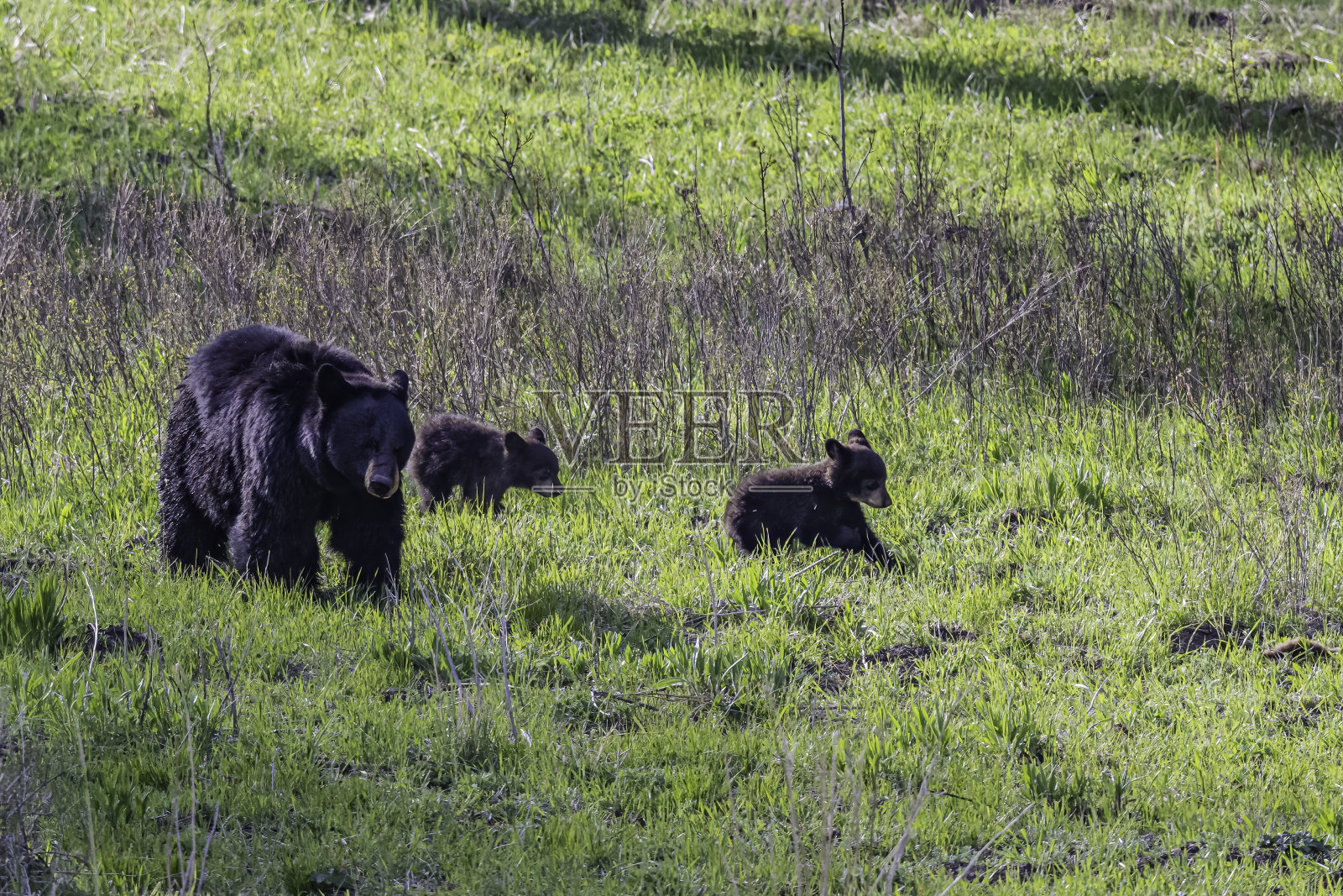 美国黑熊(Ursus americanus)，或简称为黑熊，是北美特有的中型熊。黄石国家公园，怀俄明州。母亲和幼崽。照片摄影图片