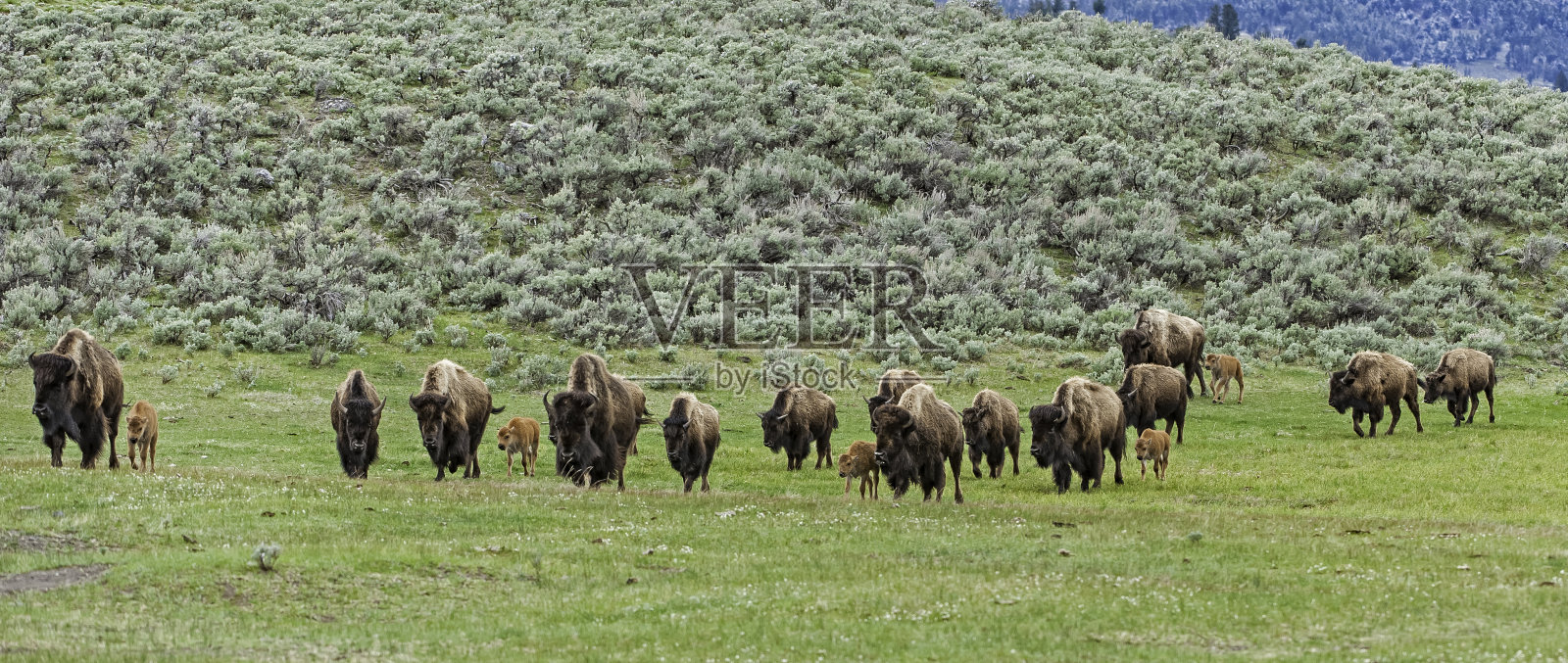 美国野牛(bison bison)，也被称为美国水牛，在怀俄明州的黄石国家公园大量发现。一群小动物。新出生的动物。照片摄影图片