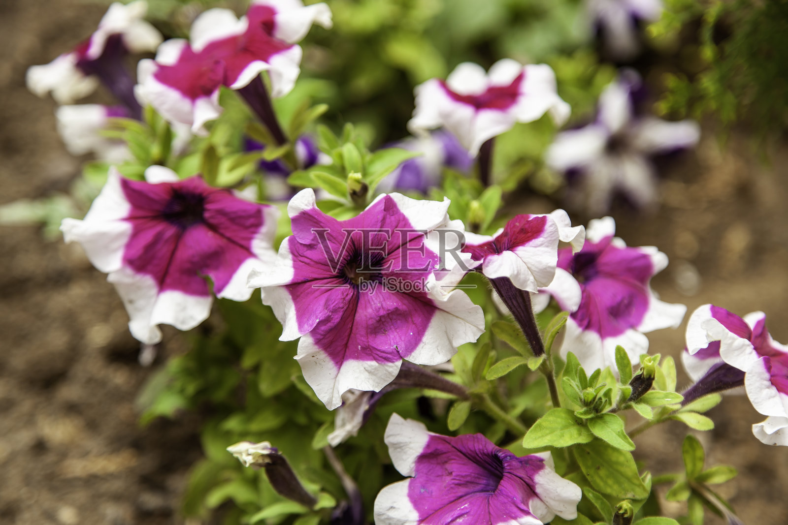 各式各样的鲜花花束照片摄影图片