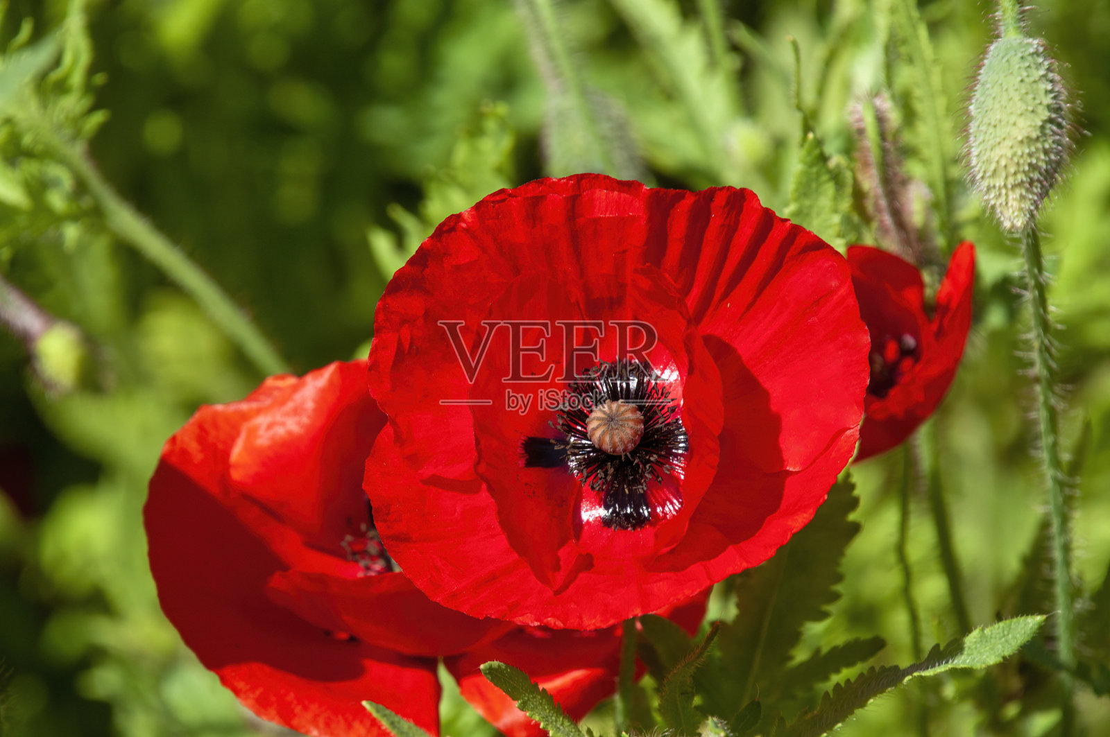 红色的佛兰德罂粟田照片摄影图片