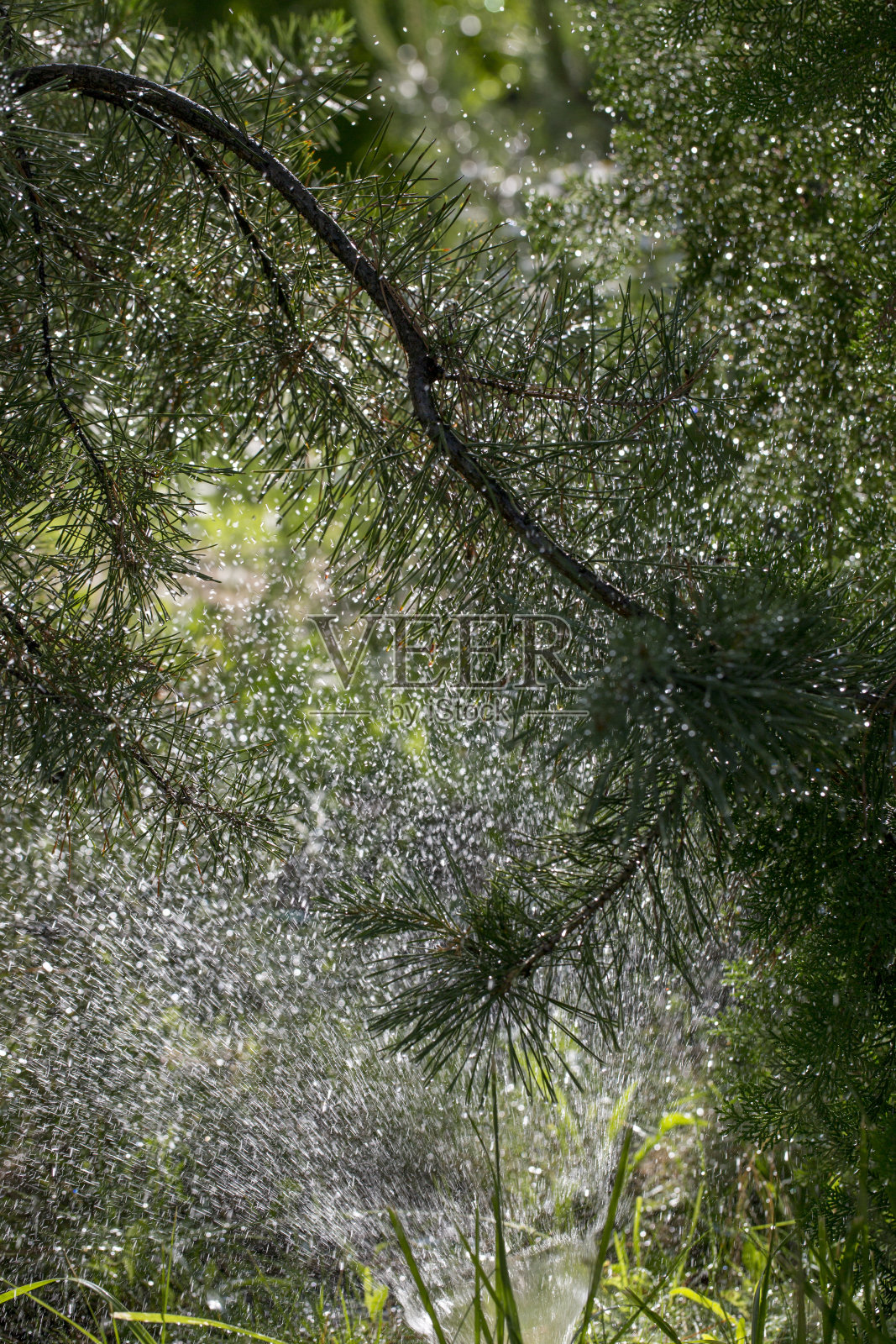 飞溅的水背景上的松枝的针叶照片摄影图片