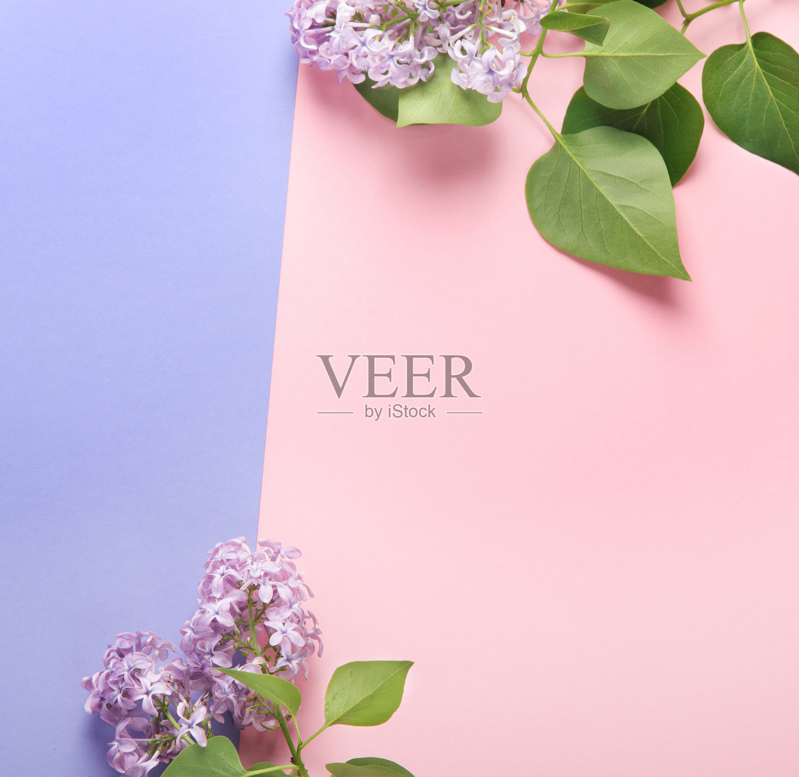 白色和粉红色的背景与丁香花。照片摄影图片