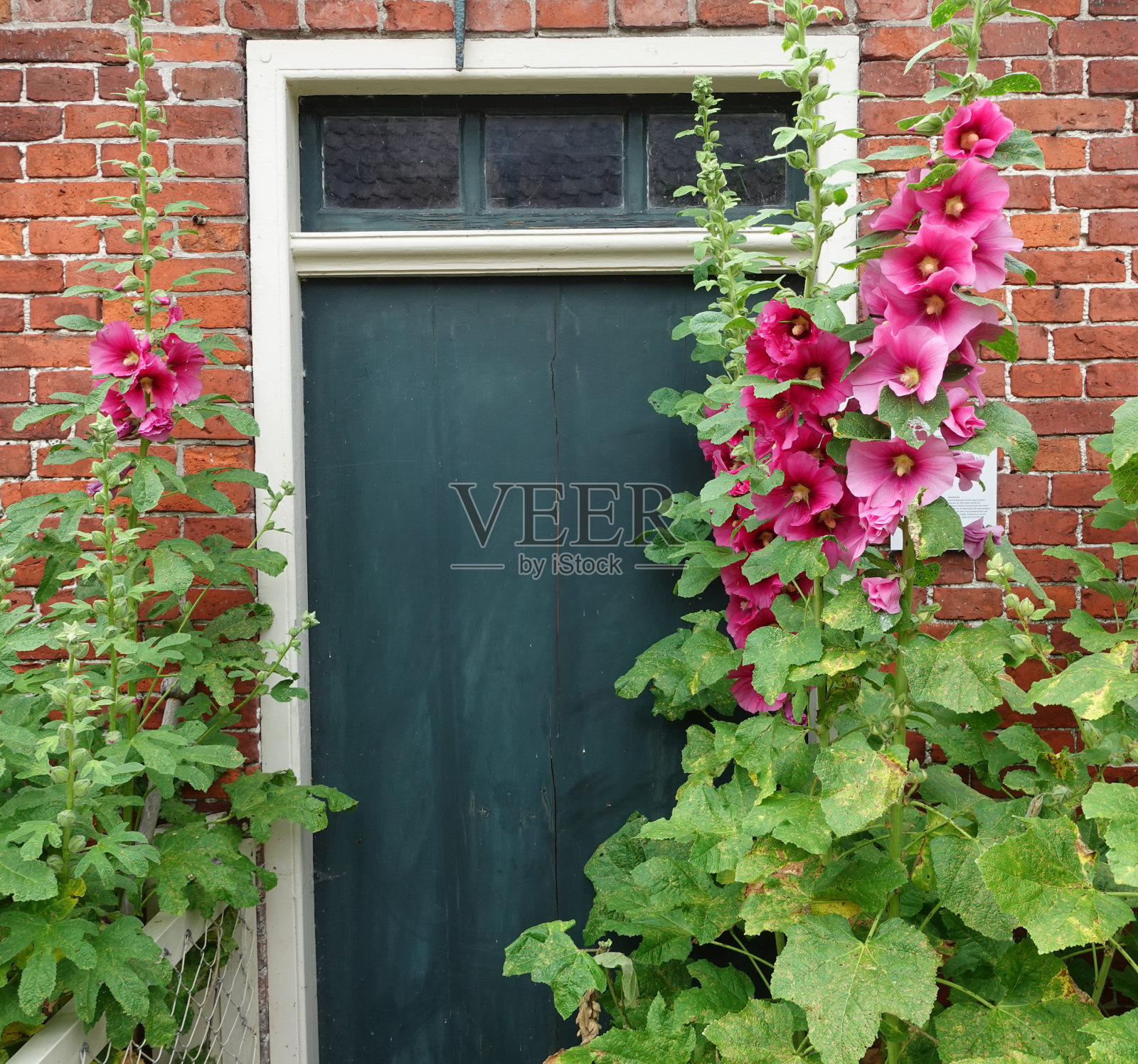 荷兰北部的古老村庄。窗户和鲜艳的花朵，房子的纹理墙。照片摄影图片