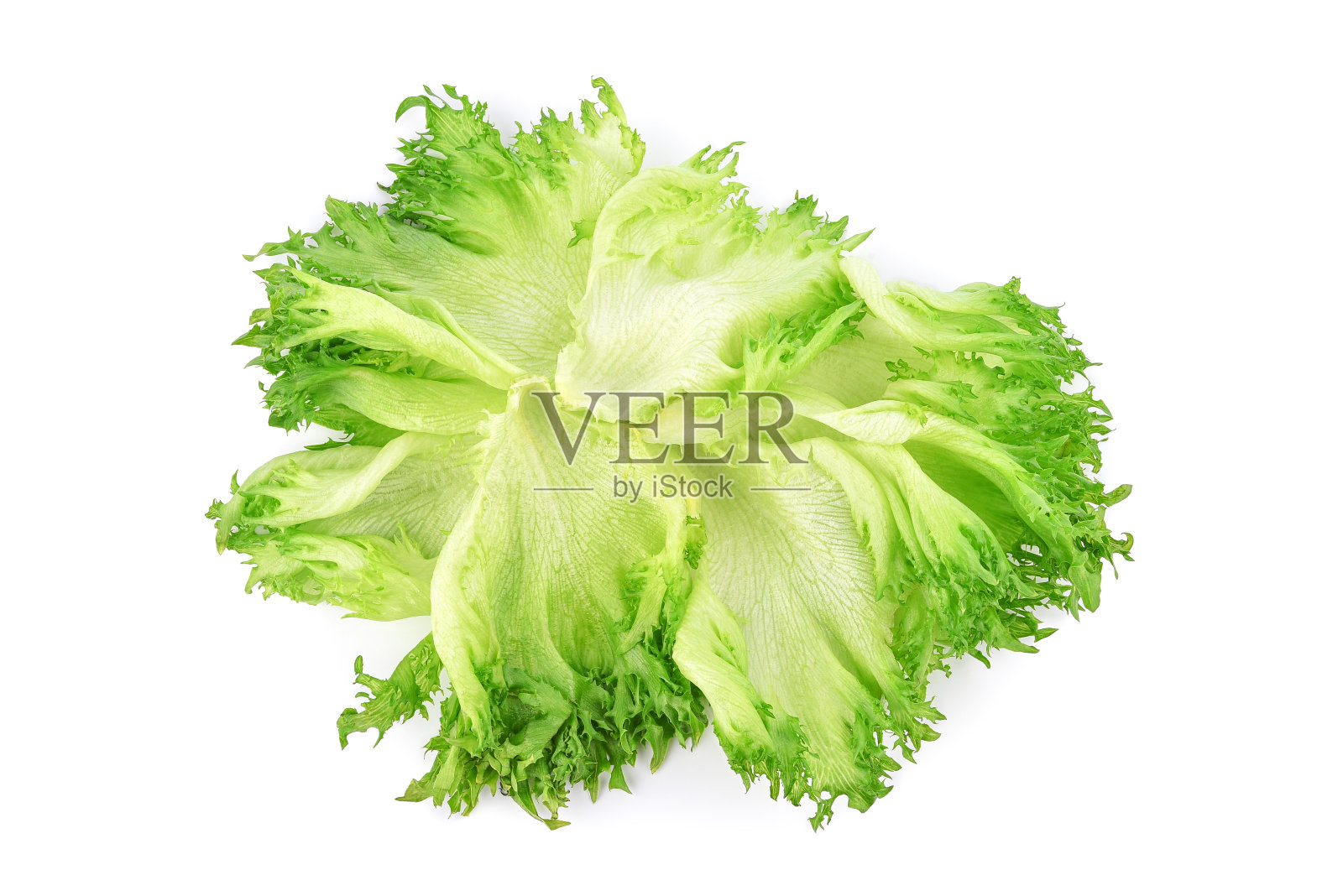 有褶边的卷心莴苣叶，白色，孤立照片摄影图片