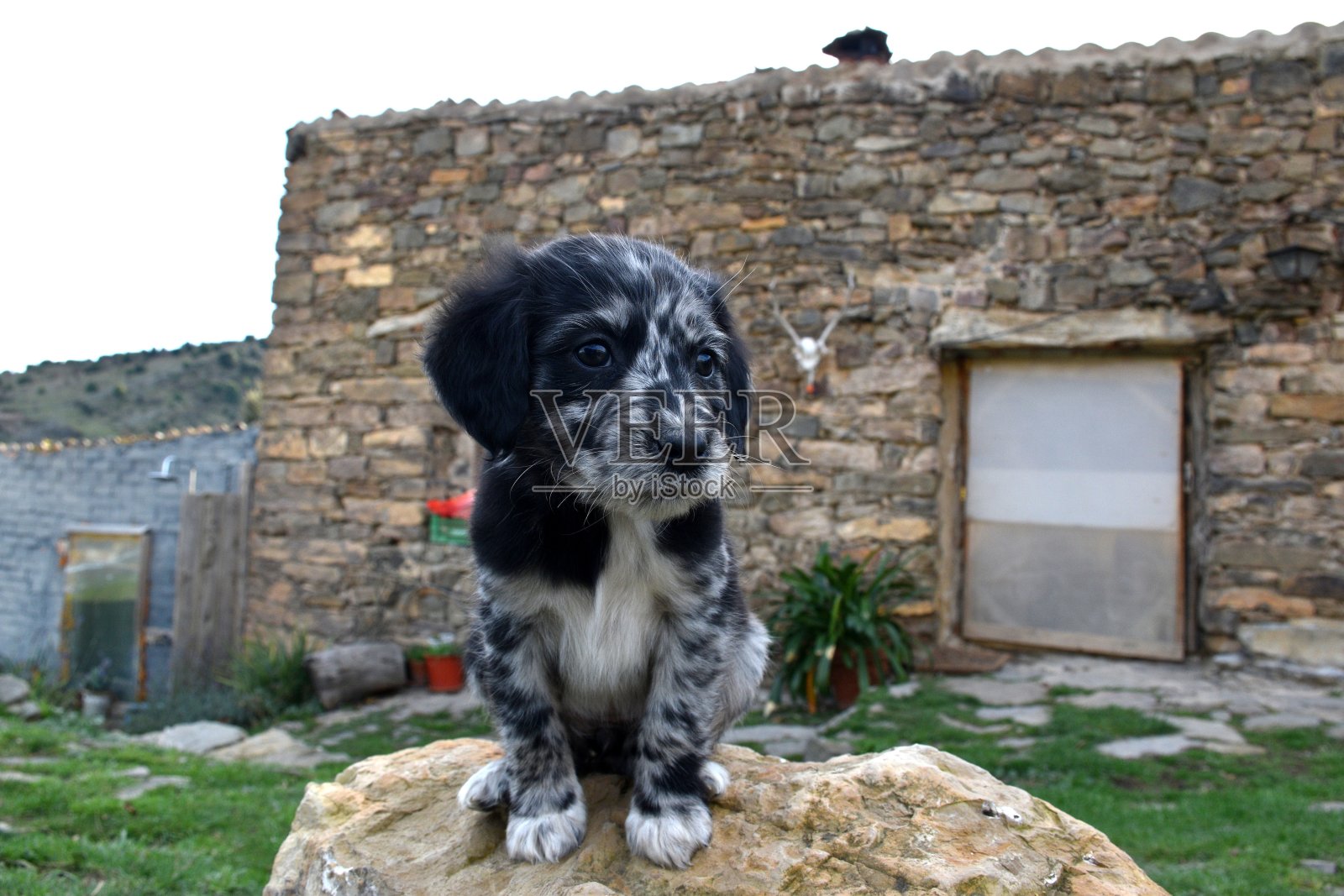 边境牧羊犬和达尔马提亚小狗栖息在岩石上。照片摄影图片