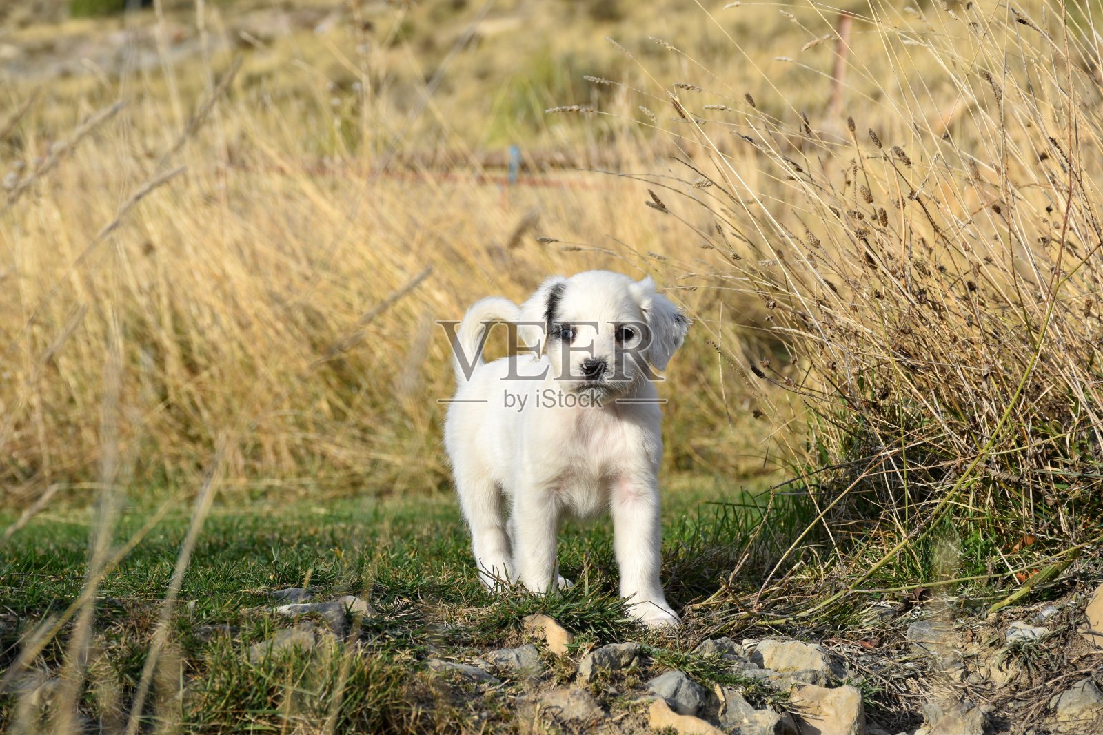 小狗在田野里玩耍。照片摄影图片