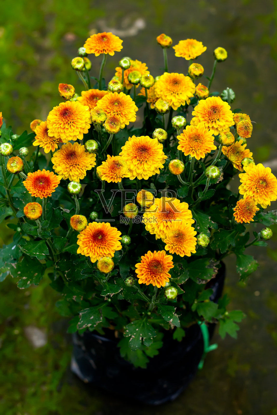 种类的鲜花照片摄影图片