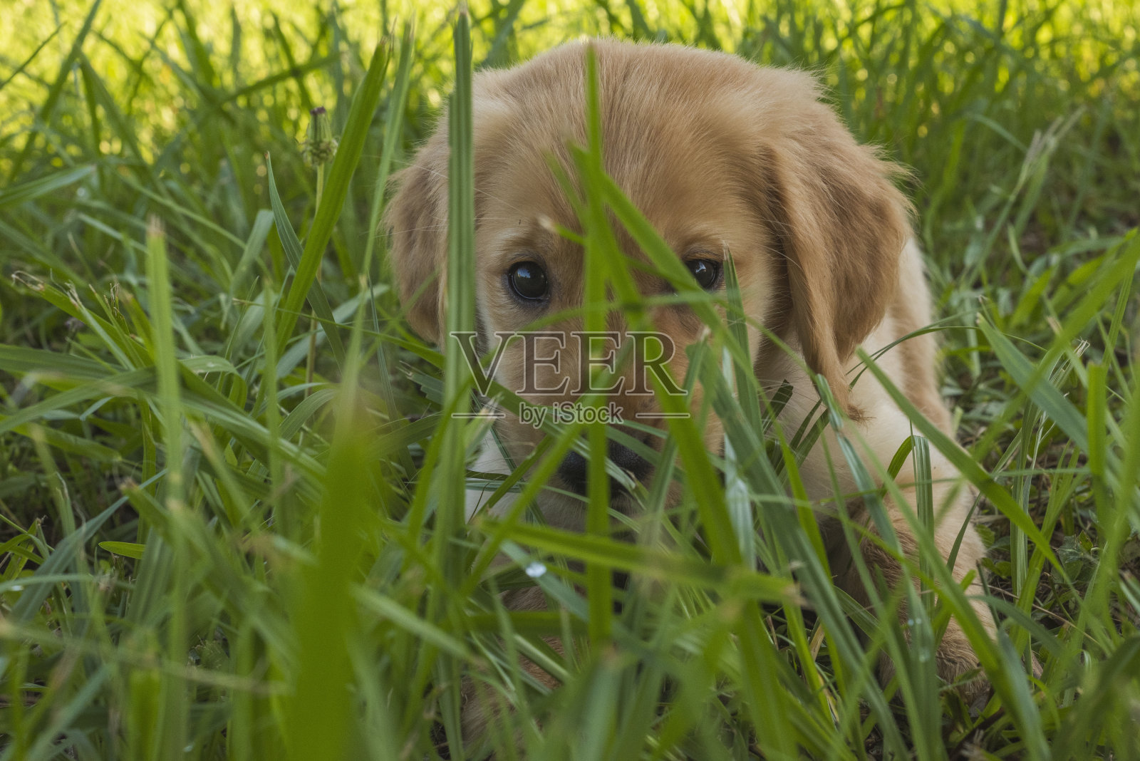 金毛猎犬小狗准备猛扑照片摄影图片