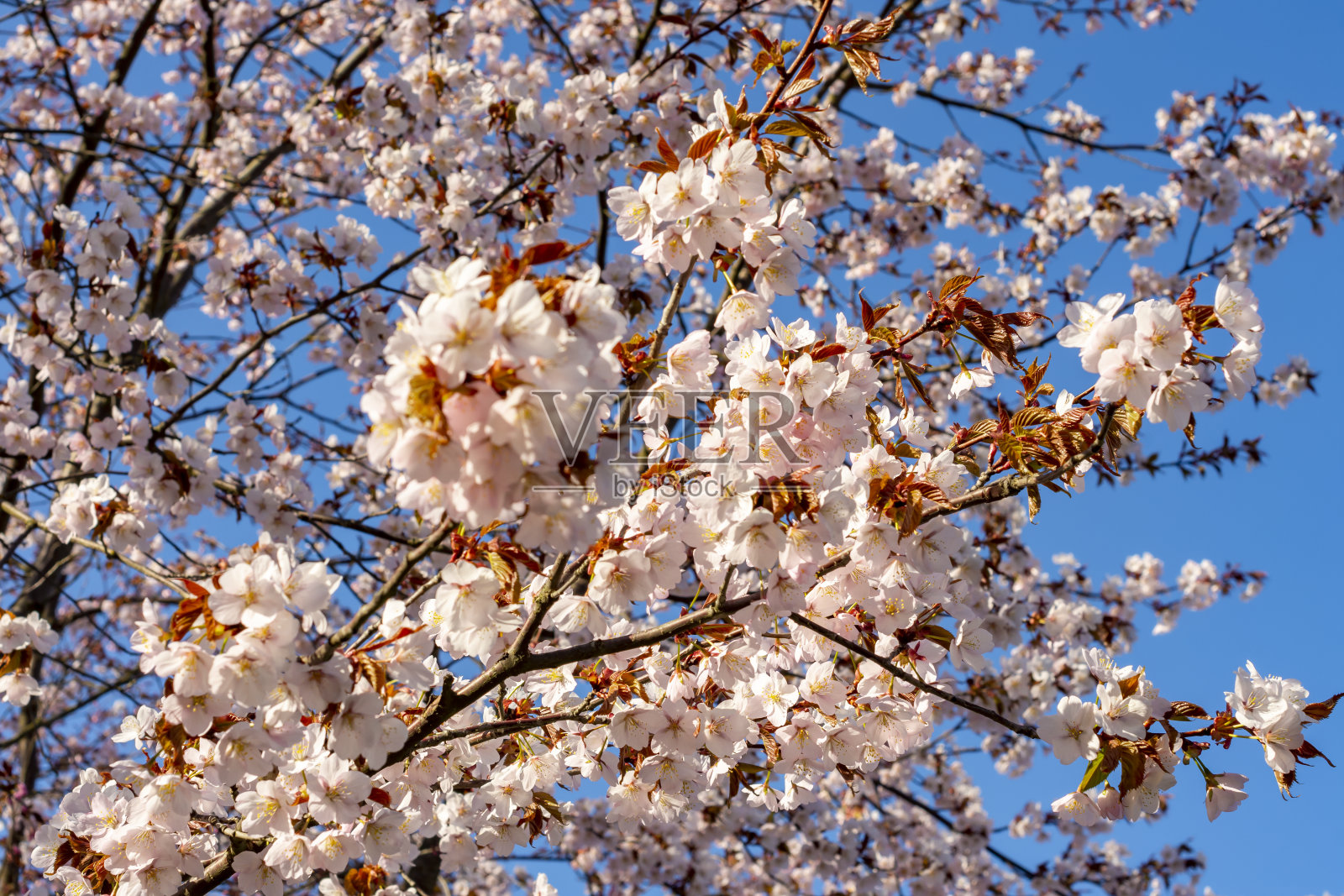 春天盛开的樱花照片摄影图片