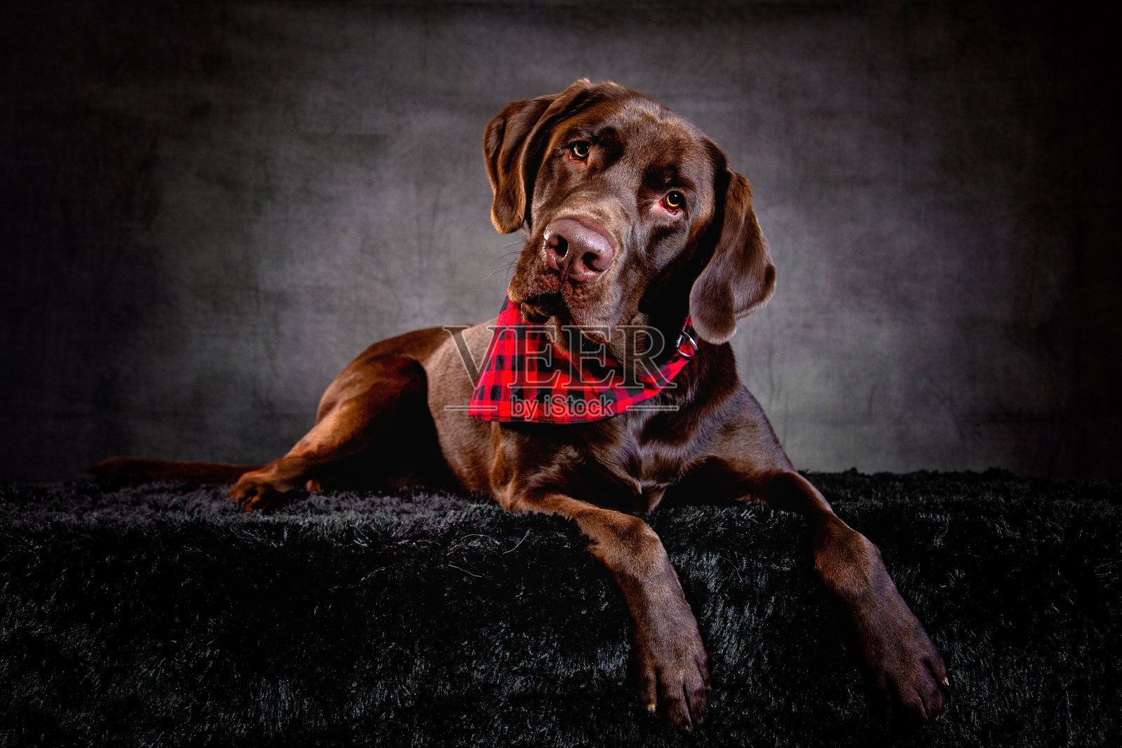 巧克力实验室的狗照片摄影图片