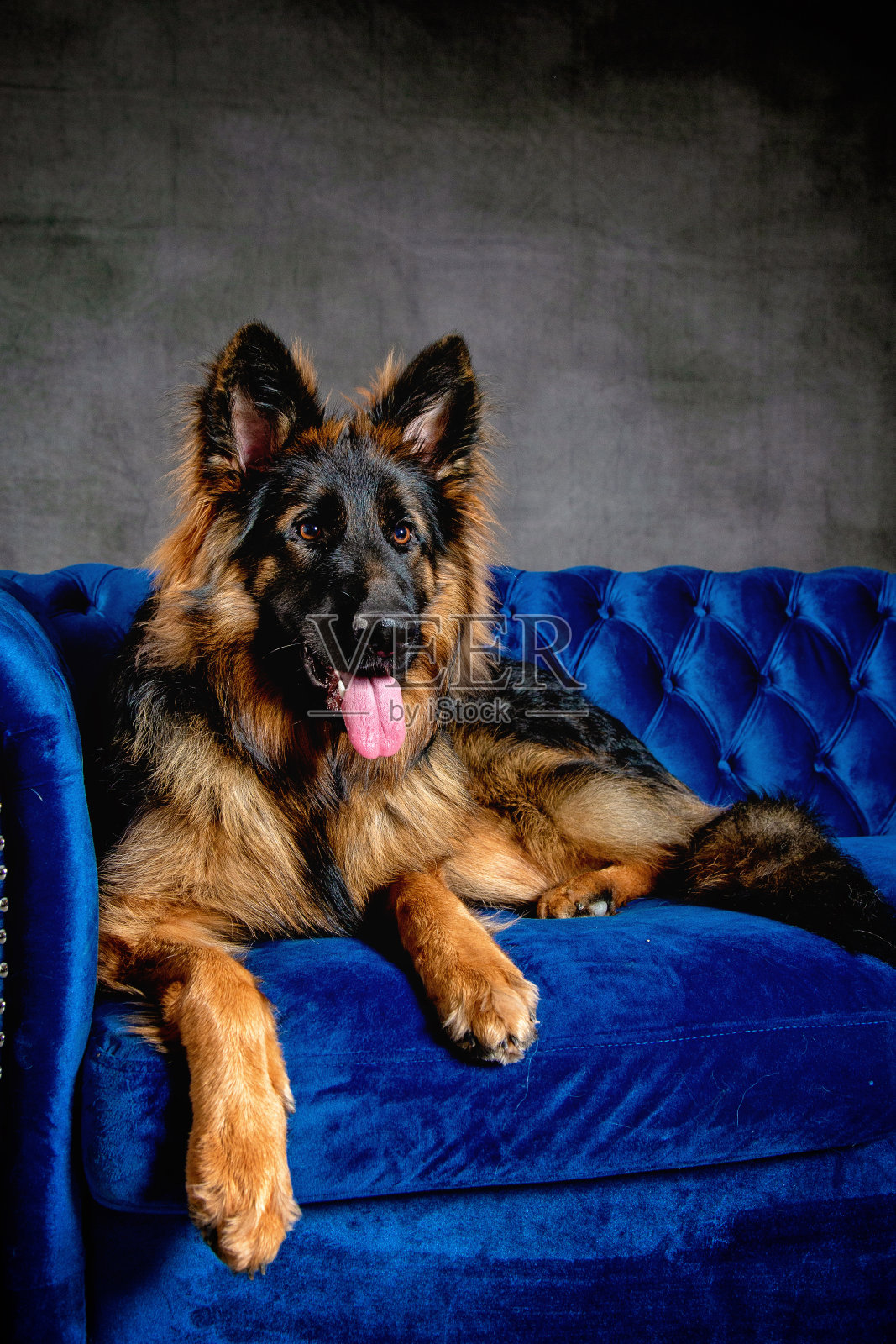 长毛德国牧羊犬照片摄影图片