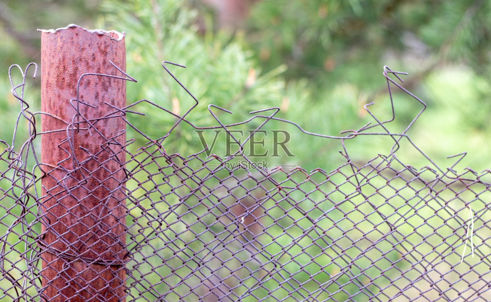用网把花园里破旧的笼子和一根生锈的杆子用绿草做背景。带铁丝网的金属栅栏。金属栅栏由钢铁网制成。抽象的背景。副本的空间。照片摄影图片