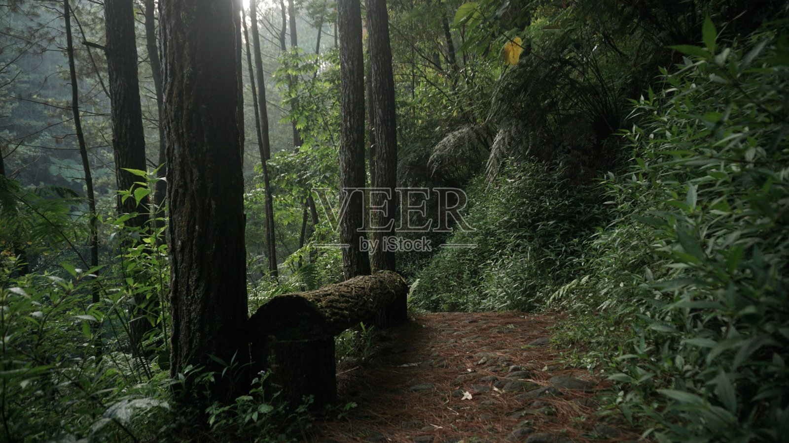 绿雾森林背景照片摄影图片