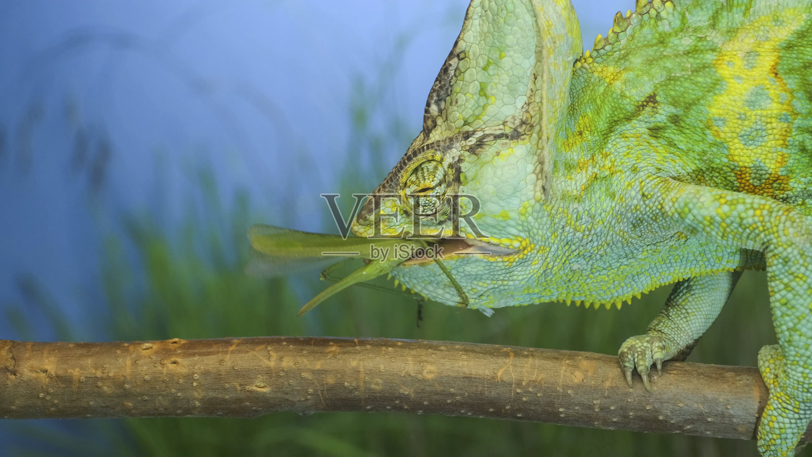 特写，成体的亮绿色变色龙坐在树枝上吃蚱蜢。面纱变色龙(Chamaeleo calyptratus)和大绿灌木蟋蟀(Tettigonia)照片摄影图片