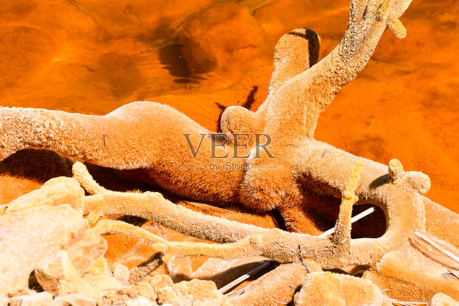 红湖污染照片摄影图片