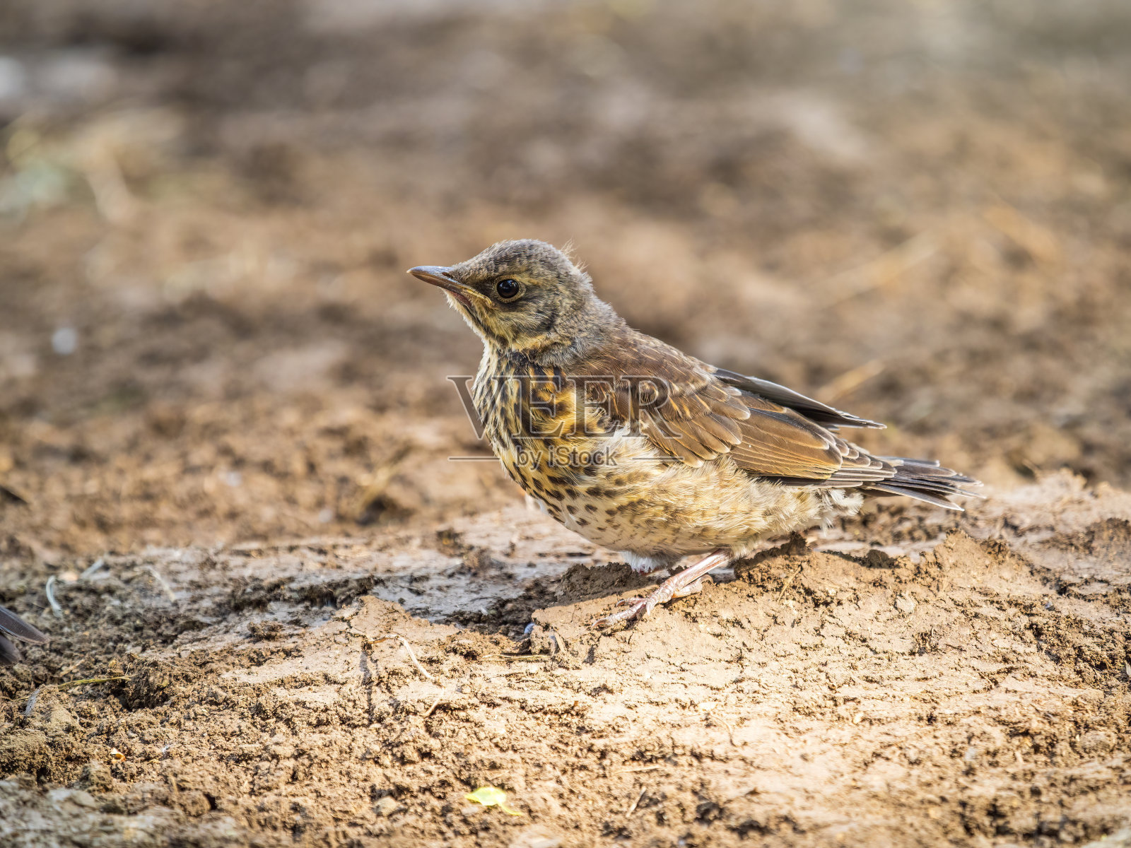一只野战小鸡，Turdus pilaris，已经离开巢穴，坐在春天的草坪上。野战雏鸟坐在地上，等待父母的食物。照片摄影图片
