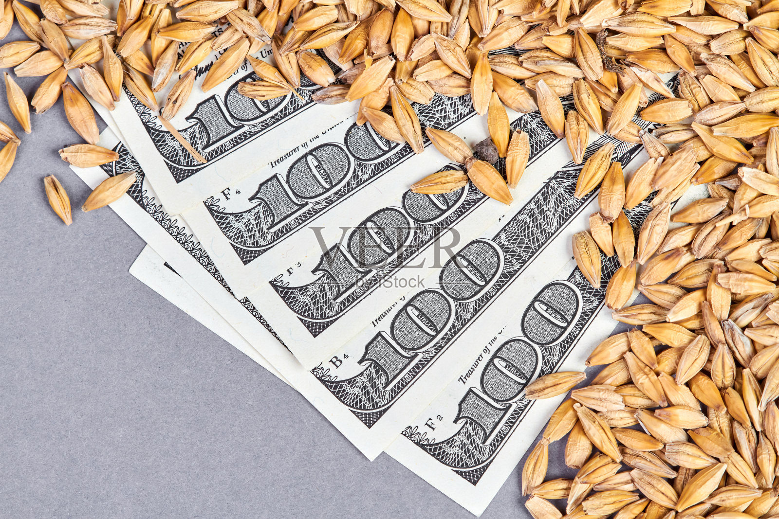 百元大钞装着未剥皮的大麦粒照片摄影图片