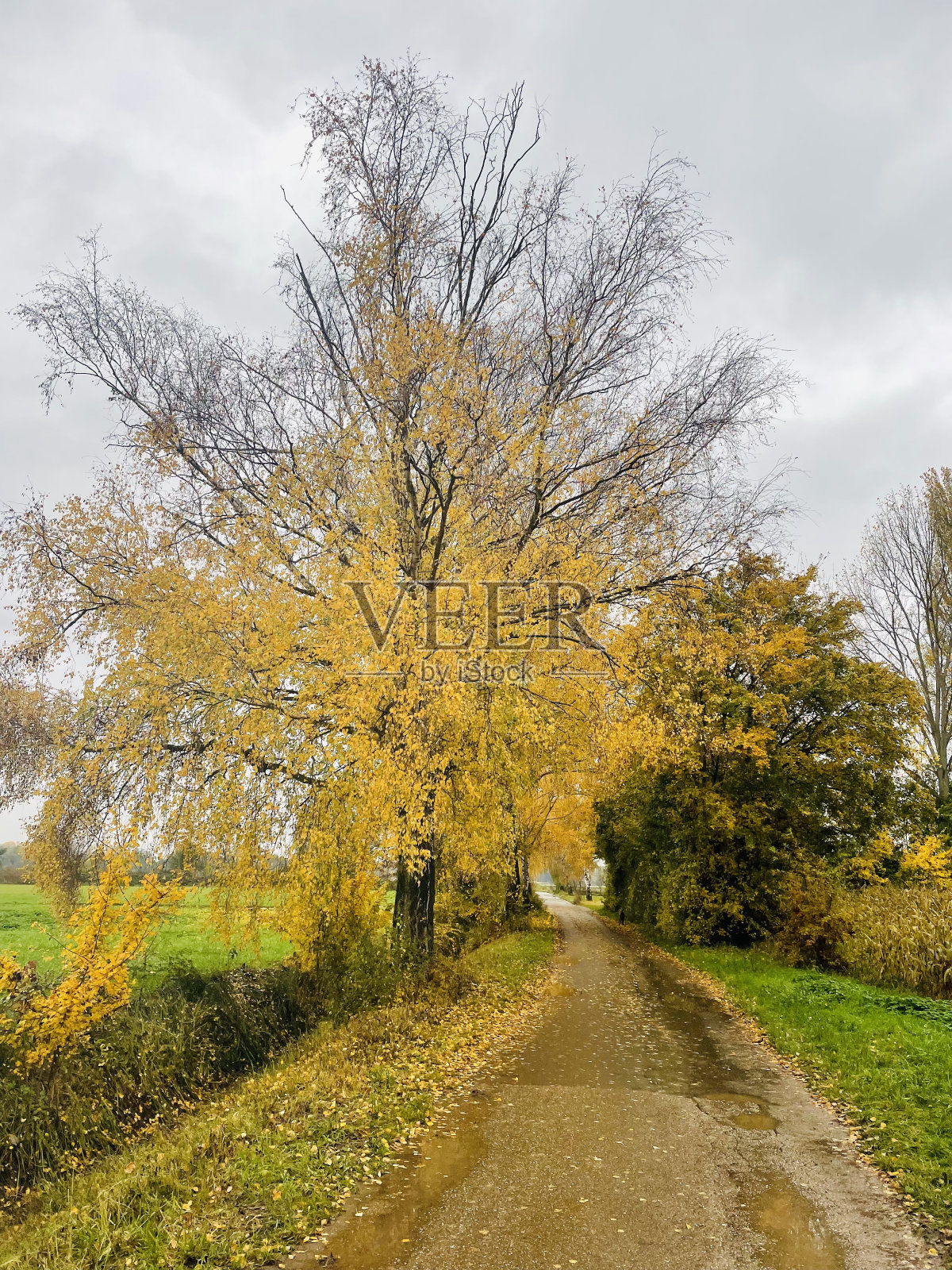 下落的树叶照片摄影图片