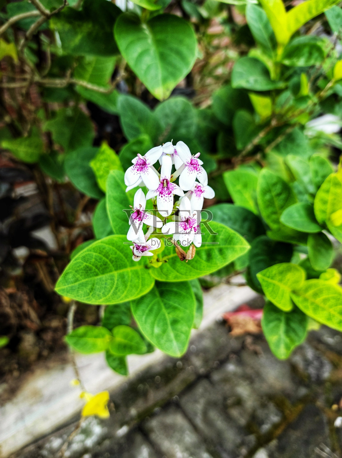 红色和白色的花照片摄影图片