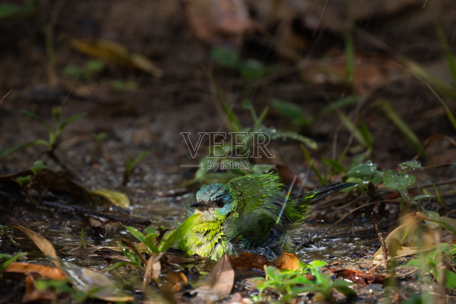 蓝色和绿色的小雀形目鸟在水坑里洗澡。照片摄影图片