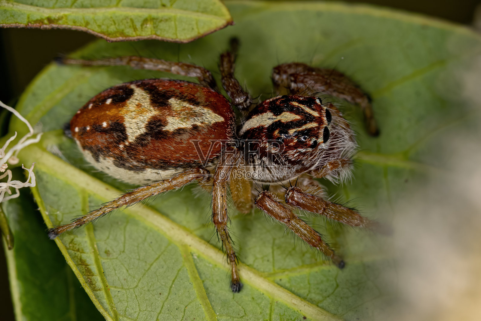 成年雌跳蛛照片摄影图片