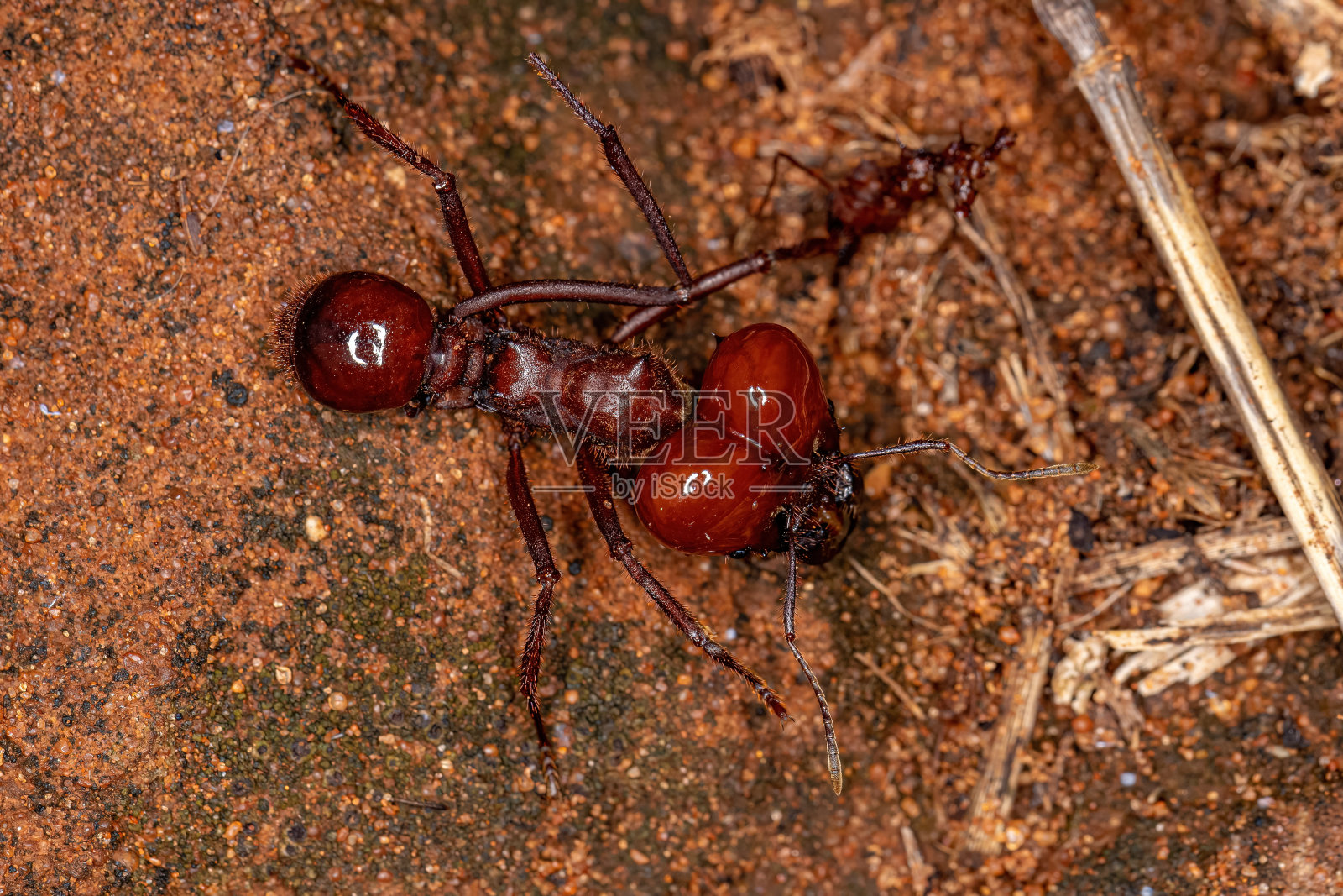 阿塔Leaf-cutter蚂蚁照片摄影图片