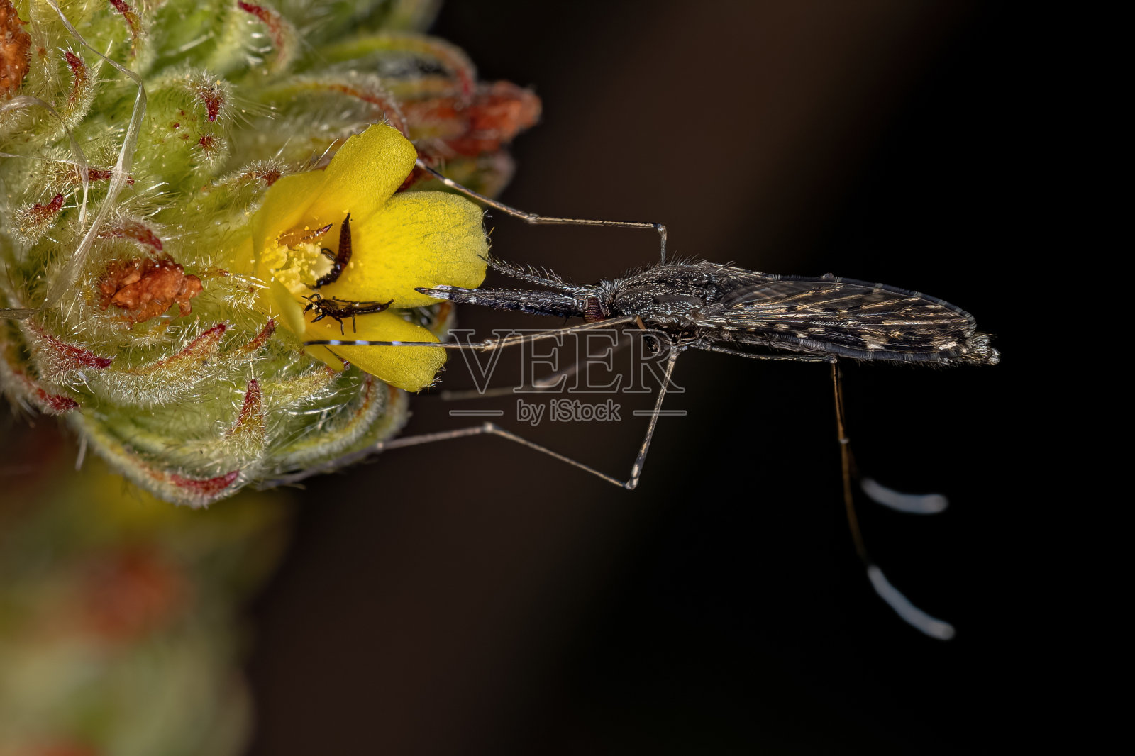 成人疟蚊照片摄影图片