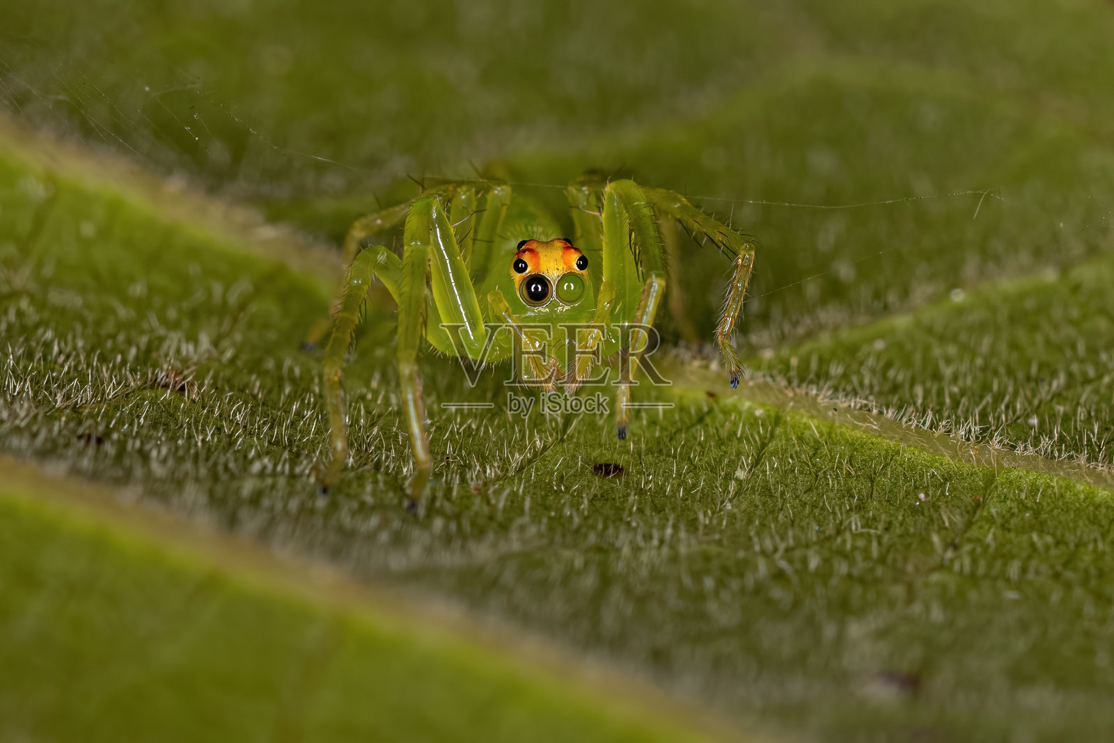 成年雌性半透明绿色跳蛛照片摄影图片