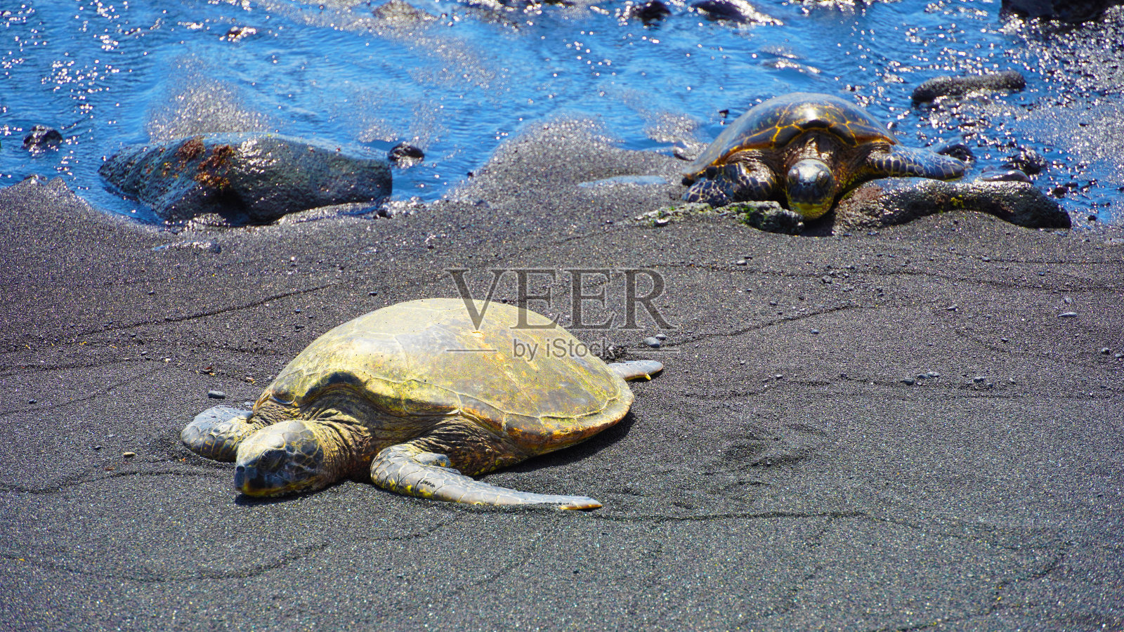 濒危的绿海龟在夏威夷大岛的Punaluu黑沙滩上照片摄影图片