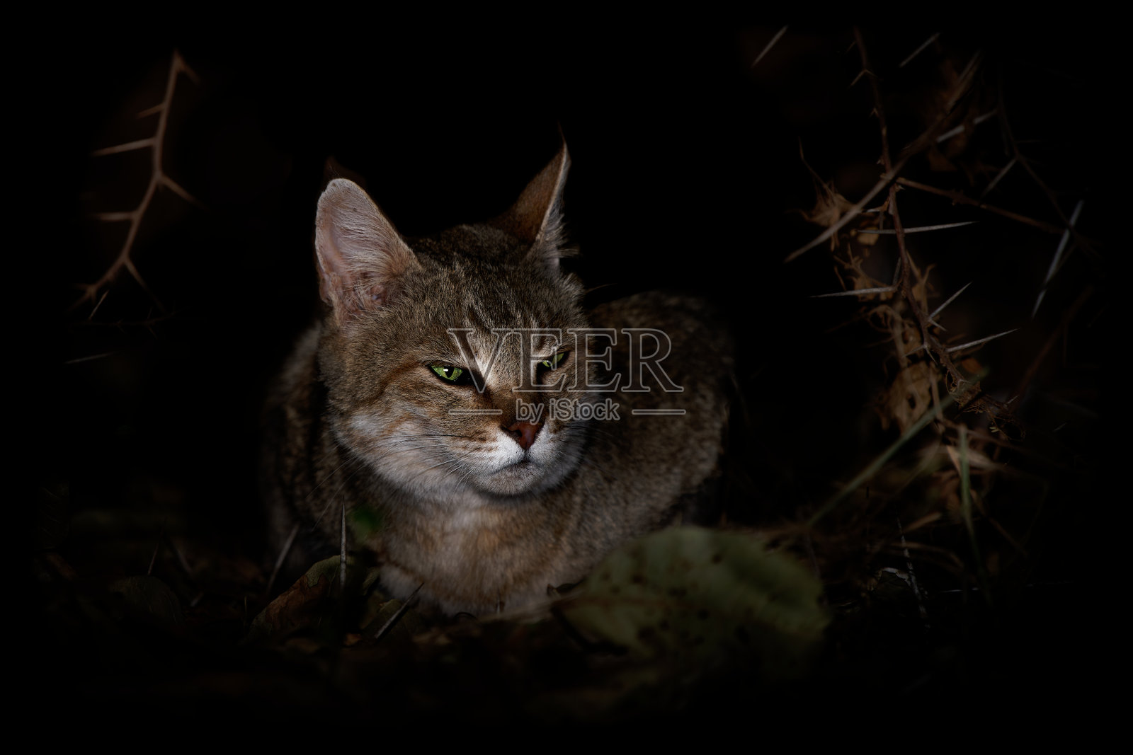 非洲野猫(Felis lybica)，小型猫科动物，原产于非洲、西亚和中亚的夜间活动，栖息地广泛，尤其多见于丘陵和山区景观照片摄影图片
