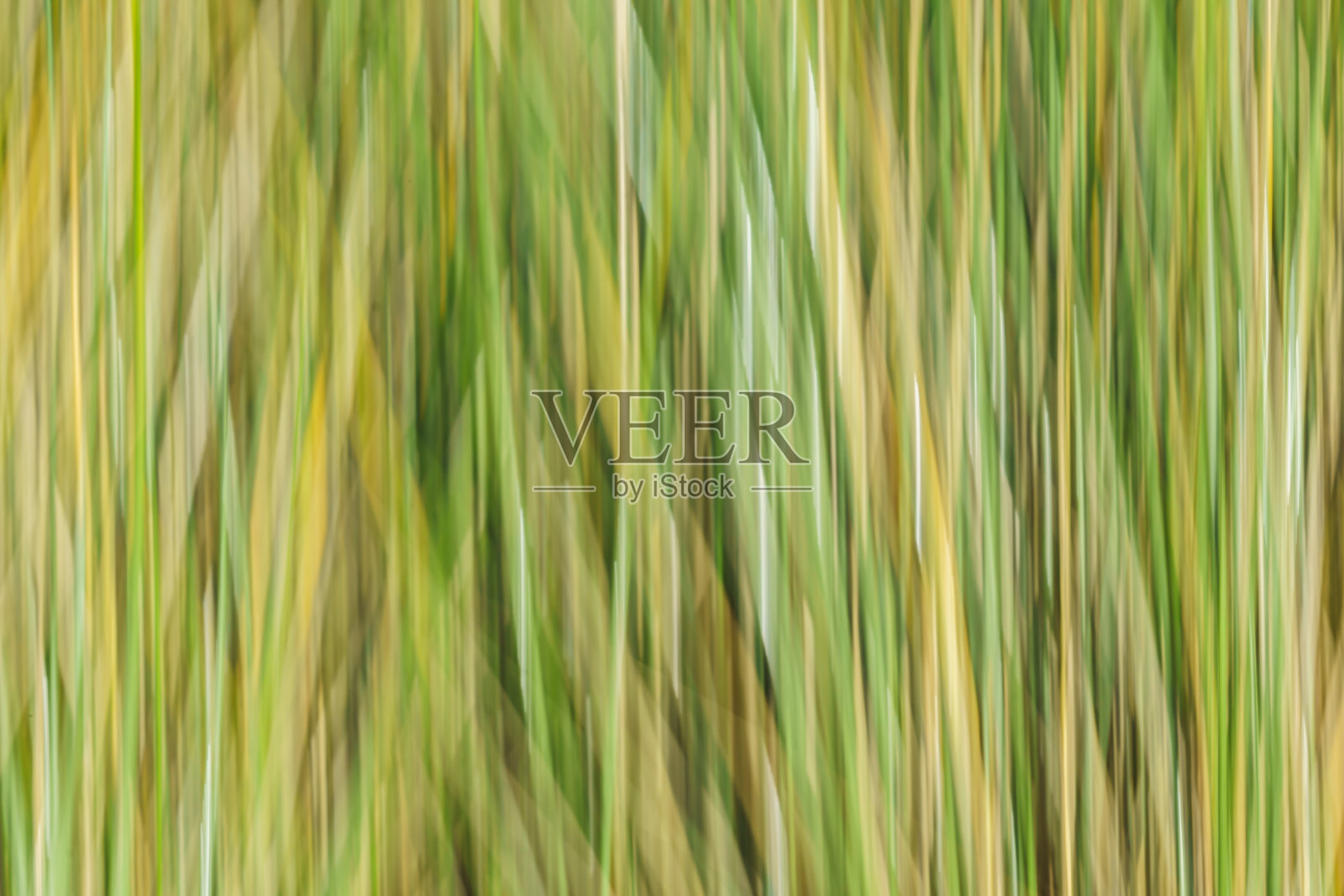 摘要湿地植被绿苇丛特写照片摄影图片