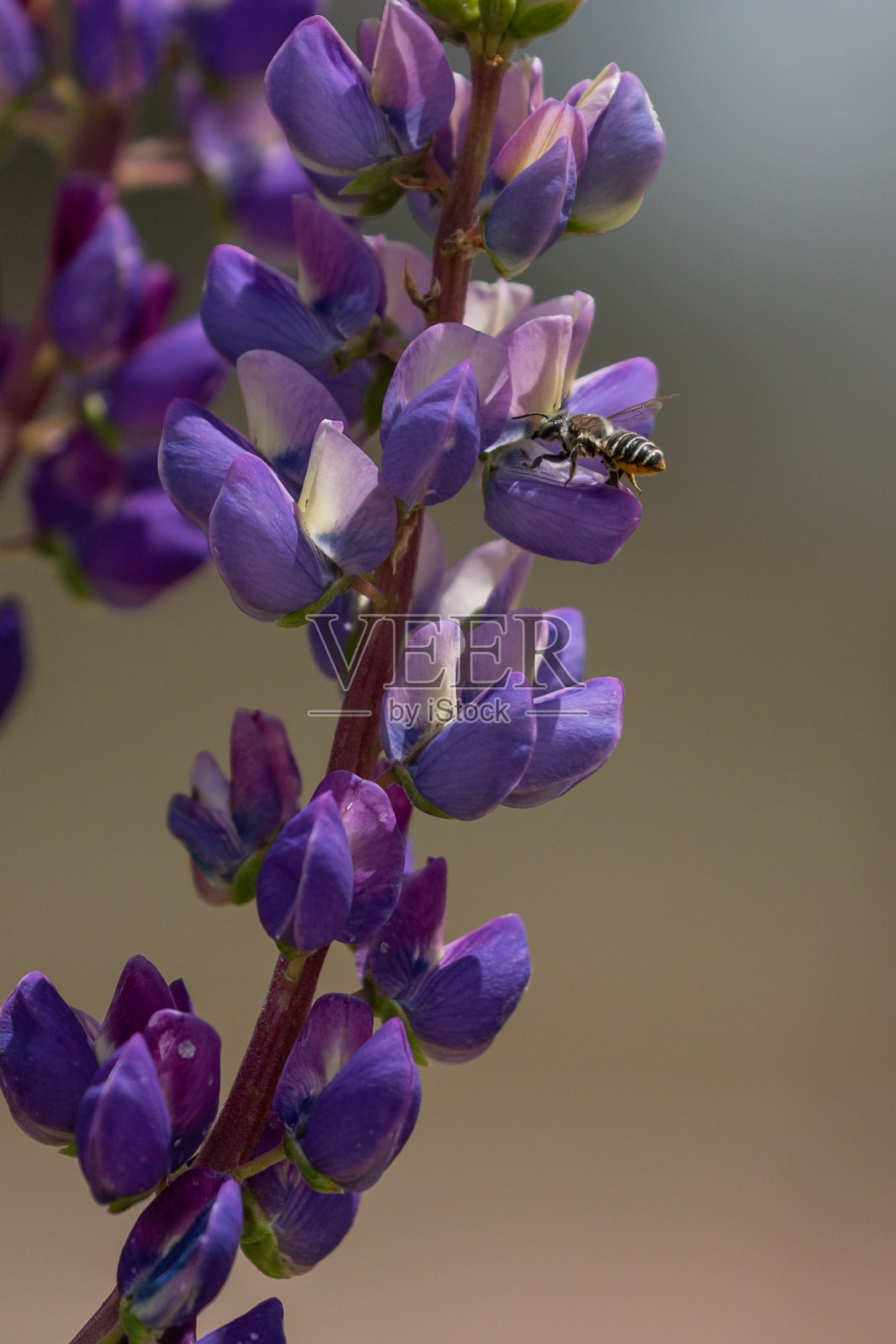 蜜蜂在羽扇豆花上绽放。照片摄影图片