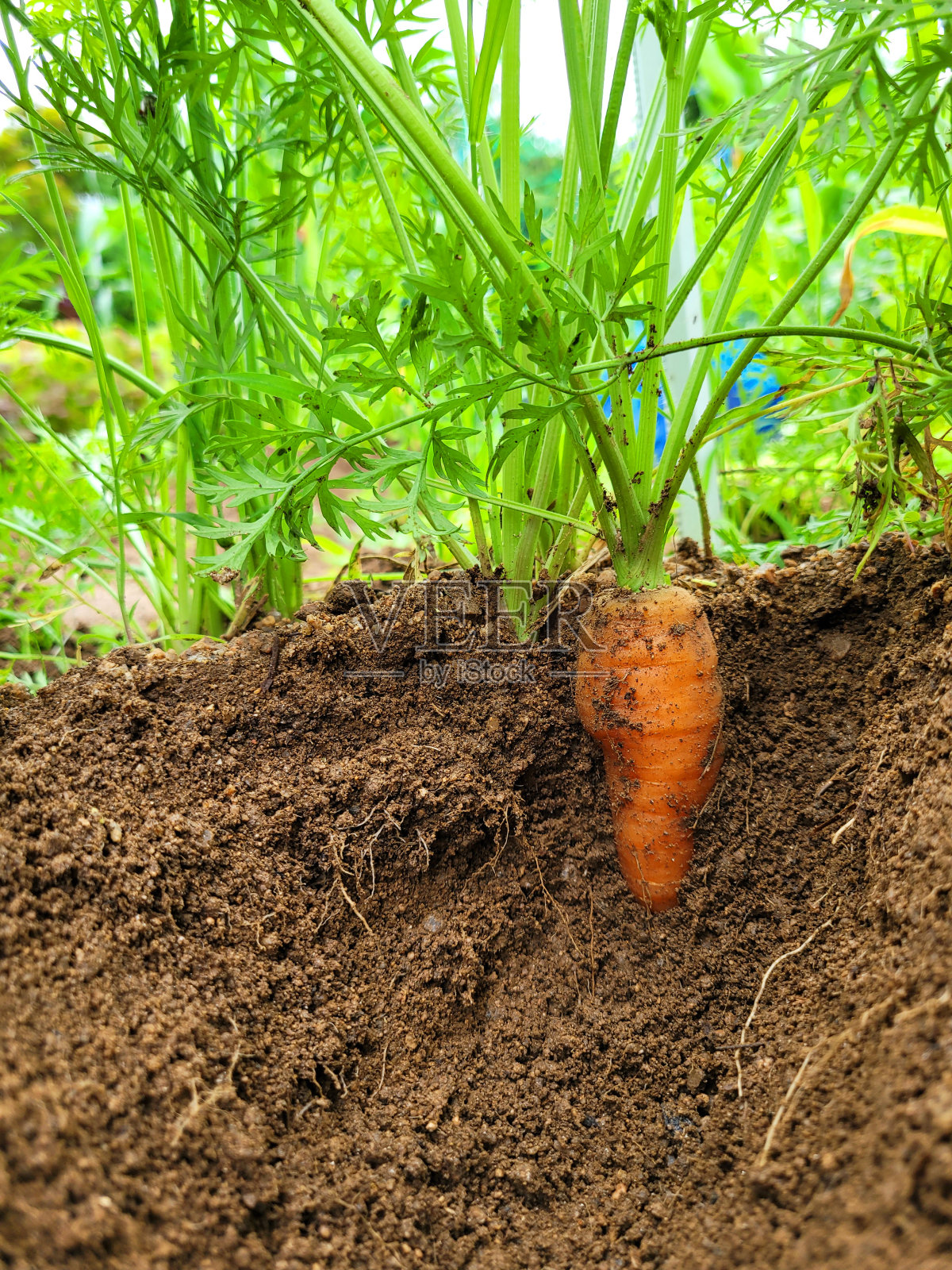越来越多的胡萝卜照片摄影图片