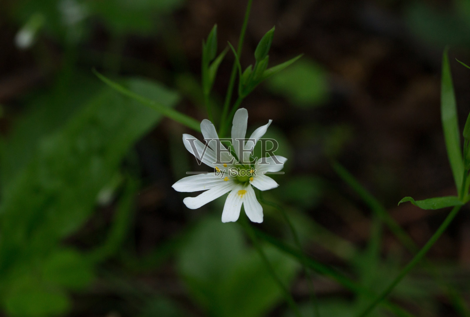 美丽的白色海星花照片摄影图片