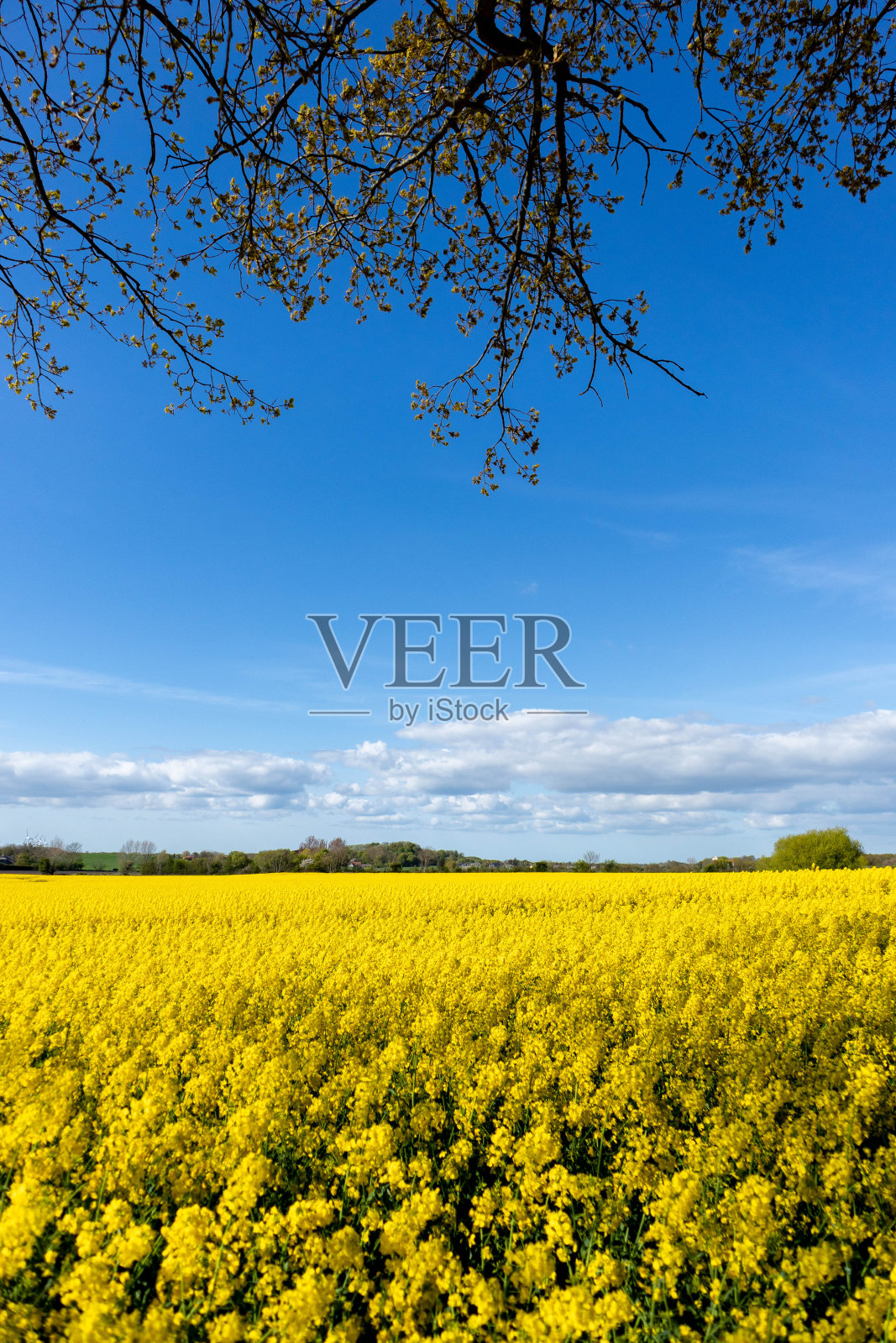 黄色的油菜籽领域照片摄影图片