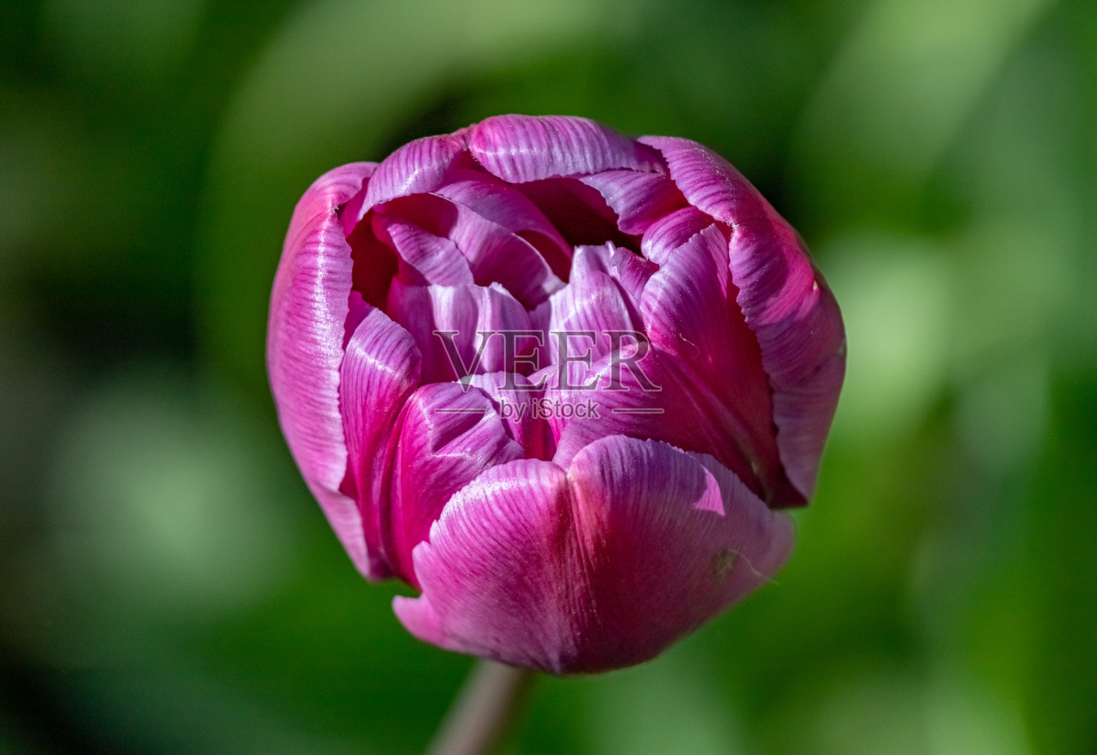 明媚的花朵郁金香在春天的一个晴朗的日子特写照片摄影图片