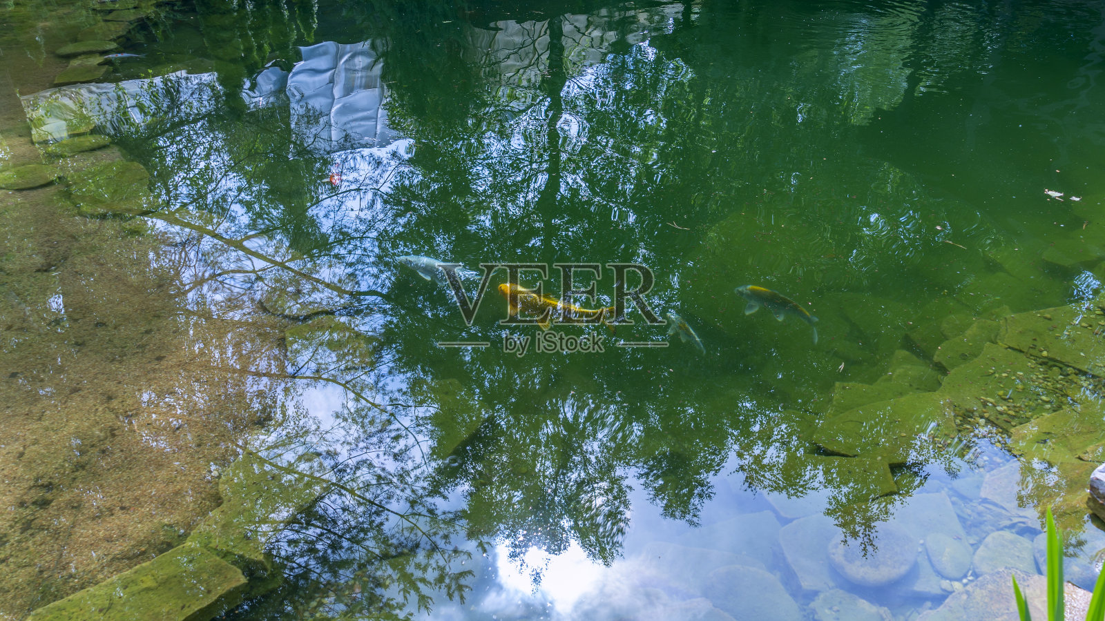 蓝黄锦鲤的剪影后院池塘里的异域鲤鱼。树映在水中。照片摄影图片