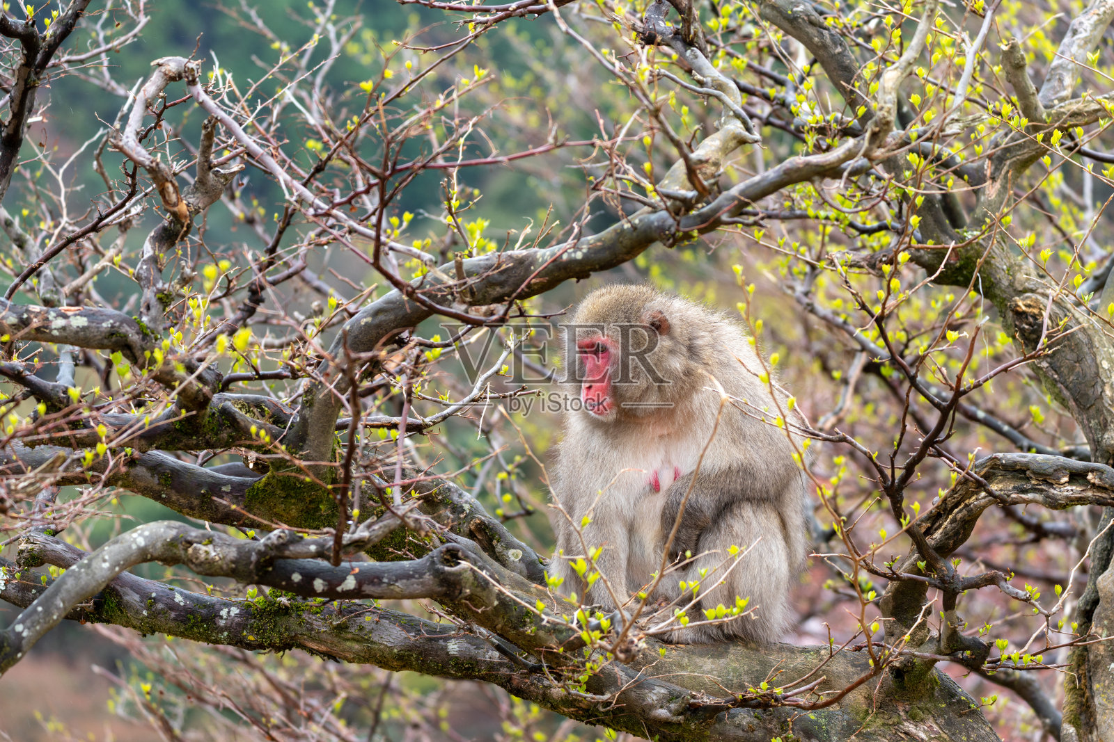 京都岚山的日本猕猴。照片摄影图片