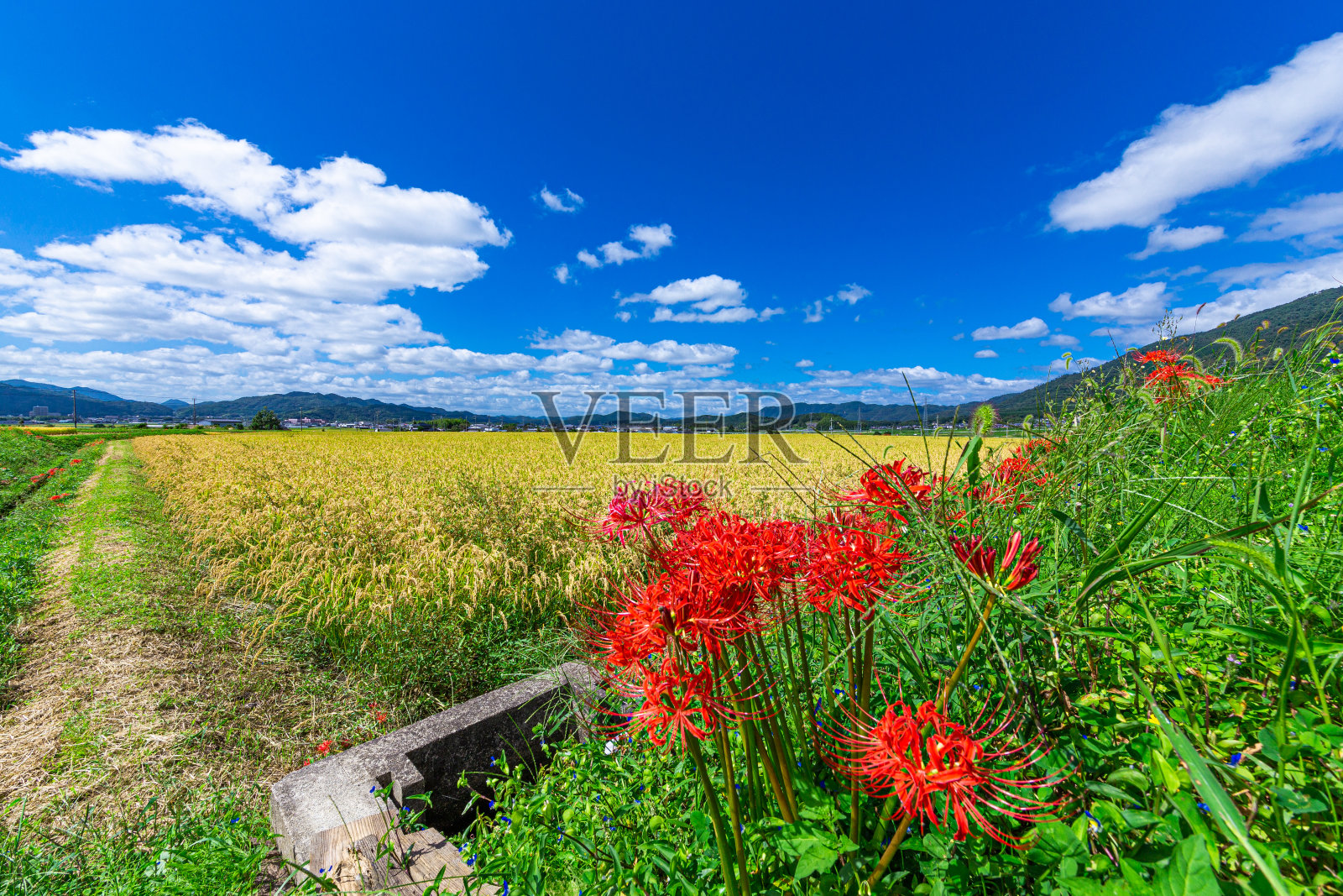 寻求集群孤挺花照片摄影图片