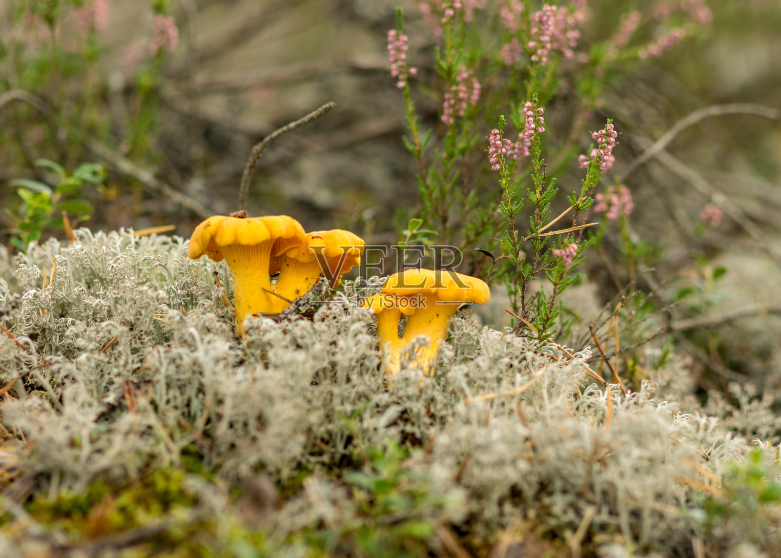 天然森林背景，森林中的野生蘑菇，传统森林背景有草、苔藓、地衣和干枝，秋季森林纹理照片摄影图片