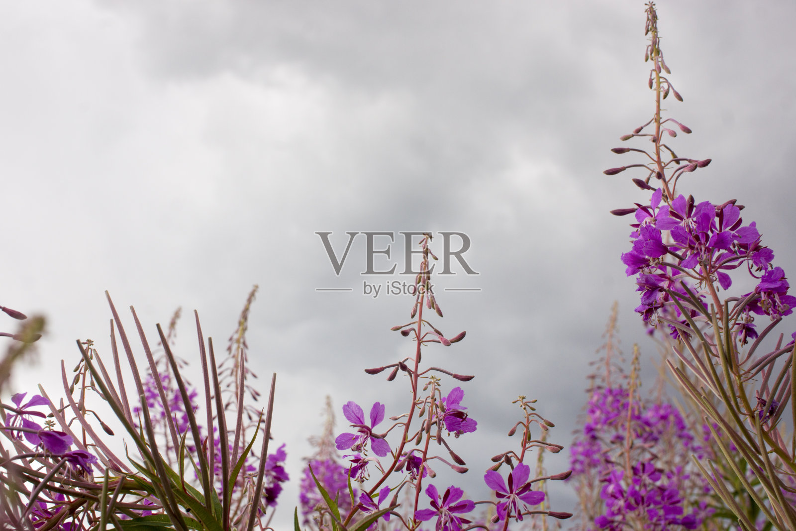 盛开的柳叶草，碧空上的伊万茶。柳草草甸。柳草茶,照片摄影图片