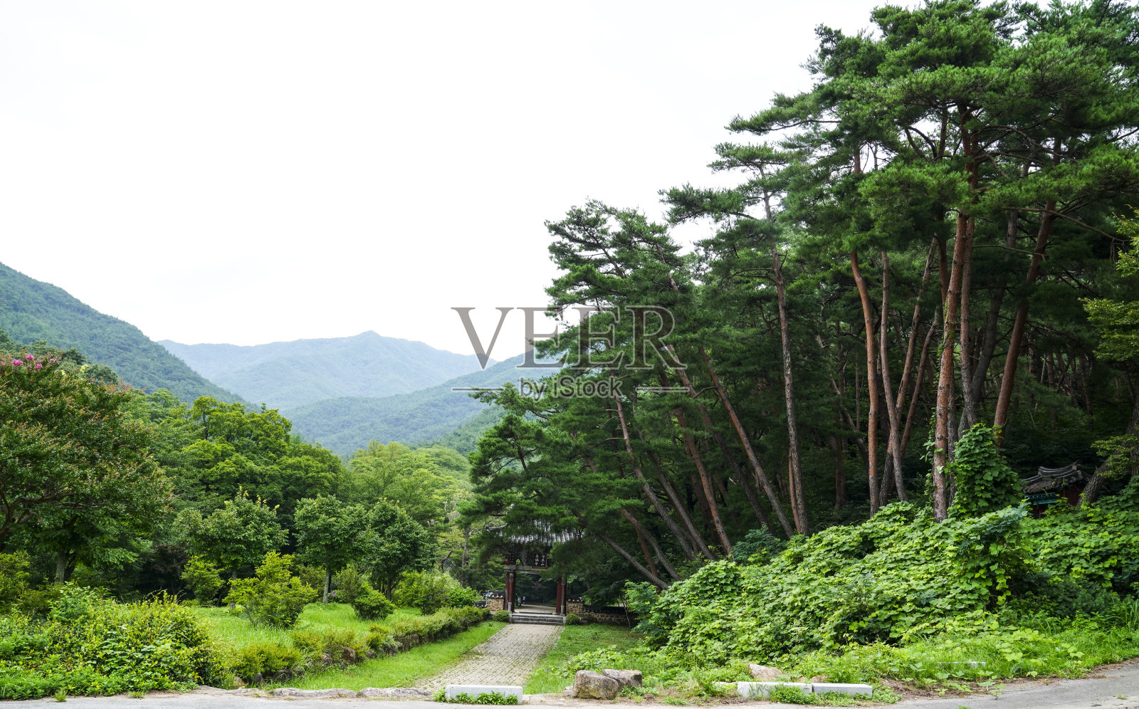 郁郁葱葱的青山。照片摄影图片
