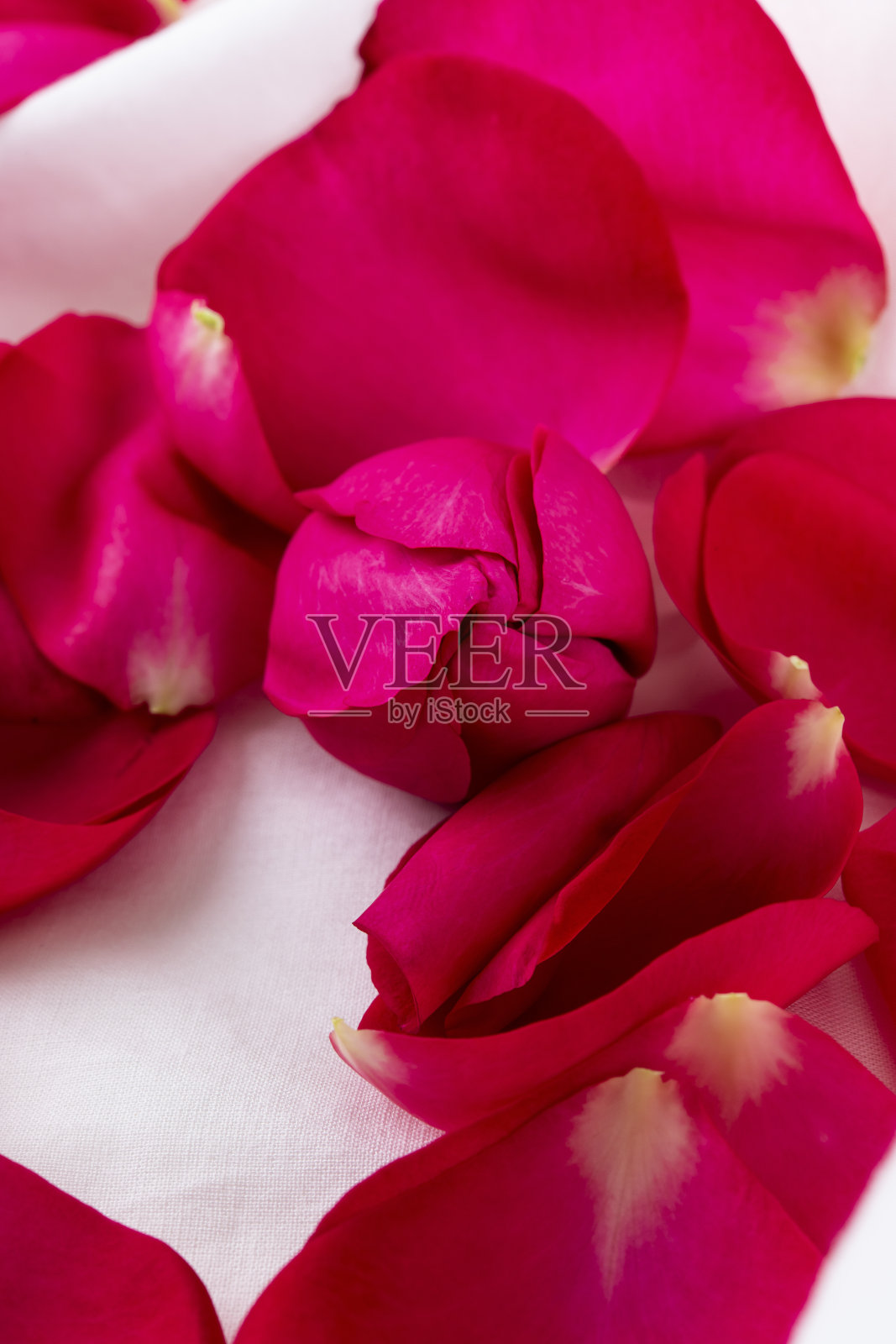 玫瑰照片摄影图片