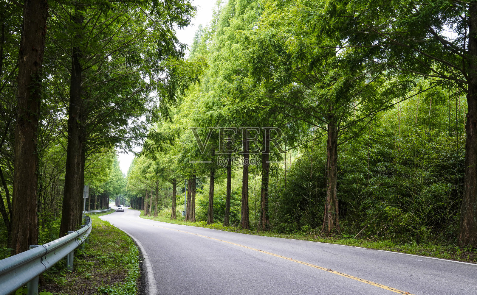 水杉大道。照片摄影图片